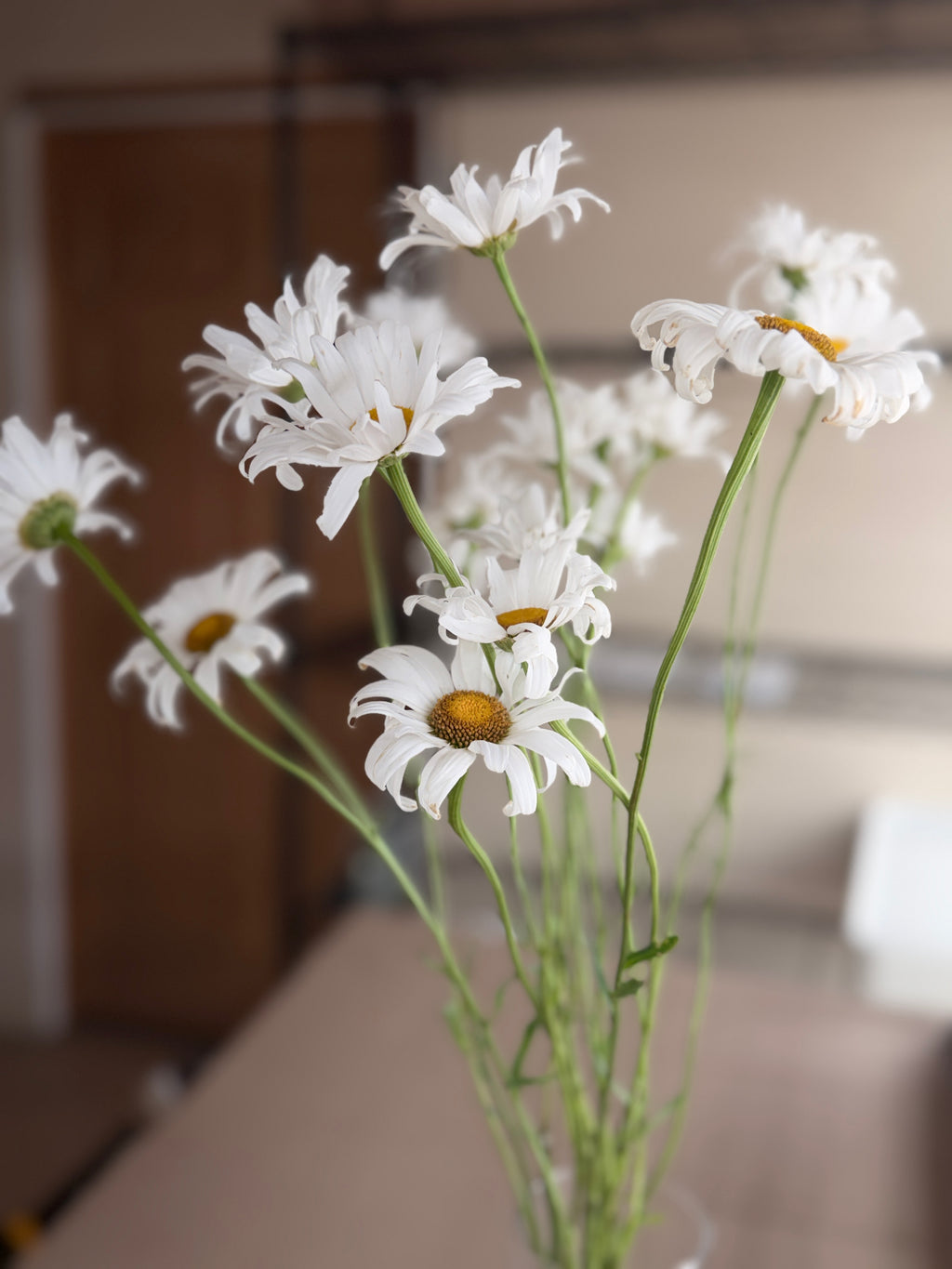 Daisy - Tall Alaska