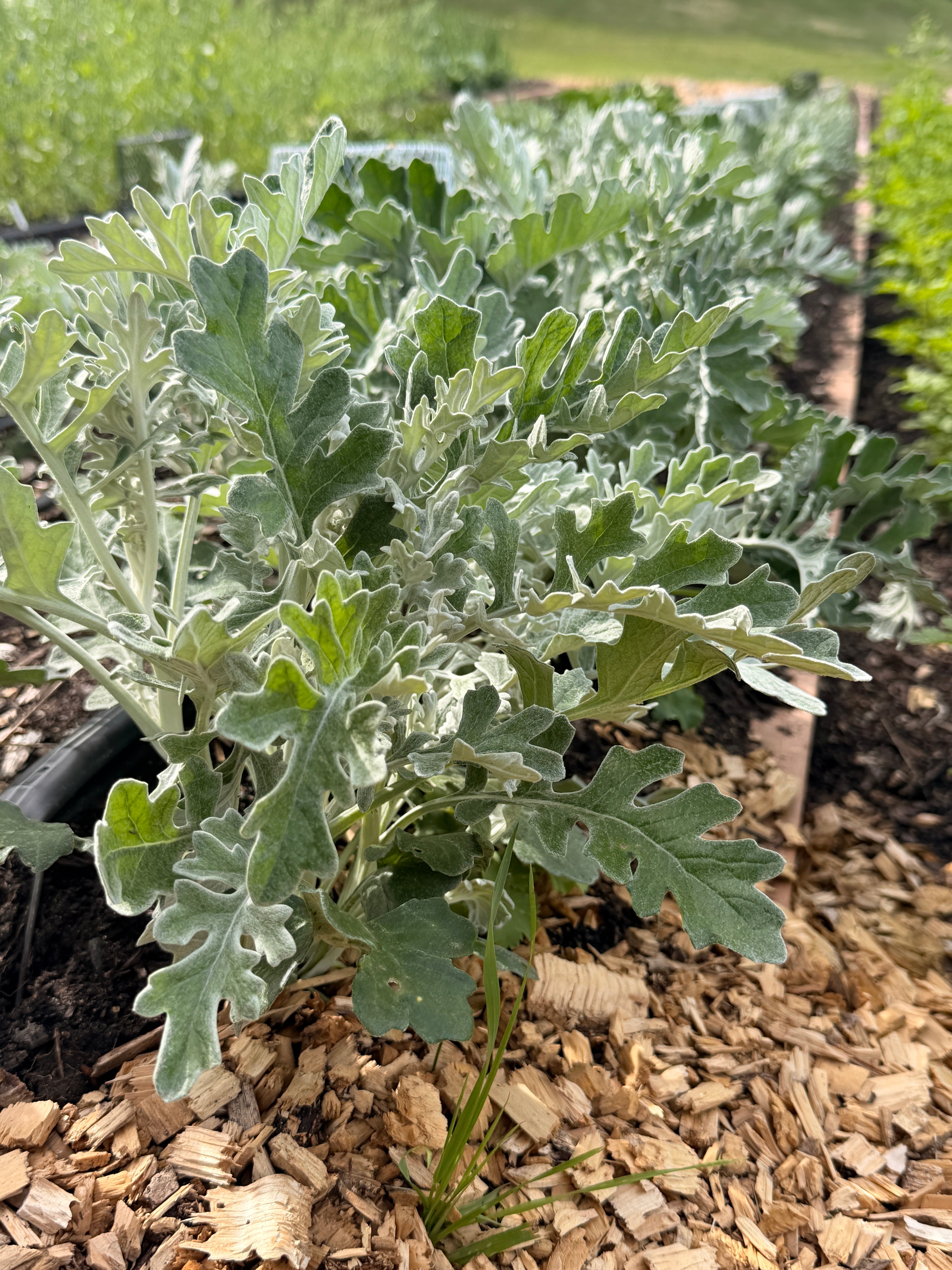 Dusty Miller - Lacy Texture