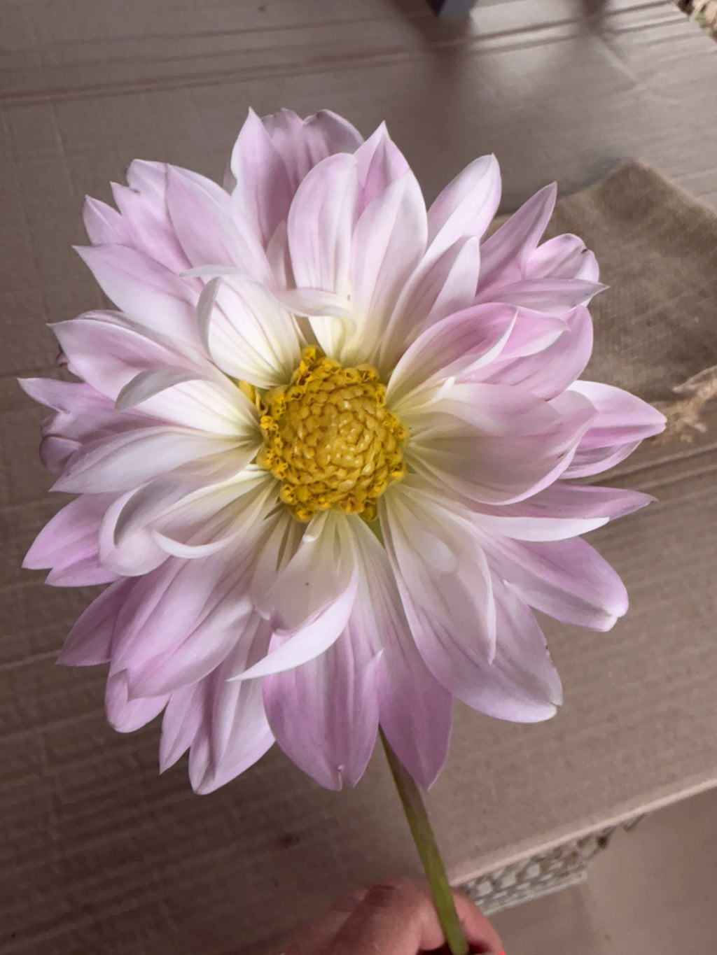 Dahlia - Anemone or Collarette (Mix)