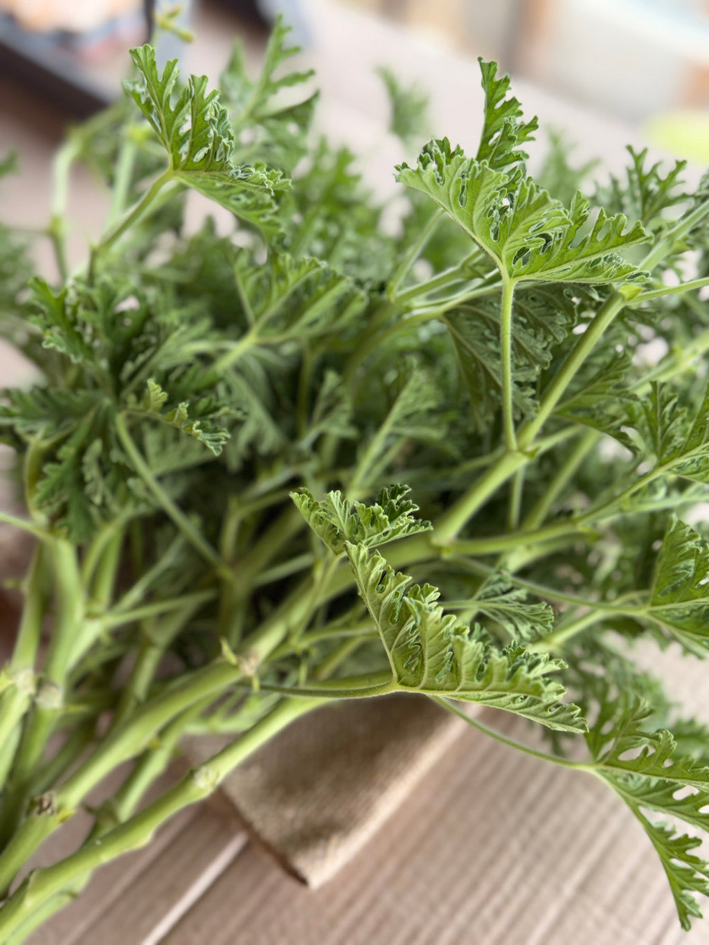 Scented Geranium - True Rose