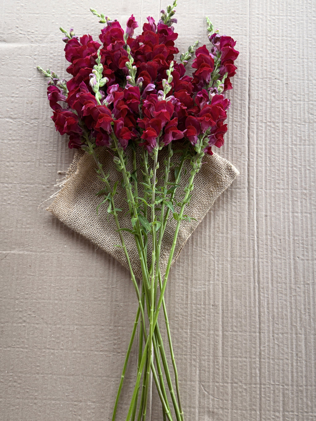 Snapdragon - Potomac Red