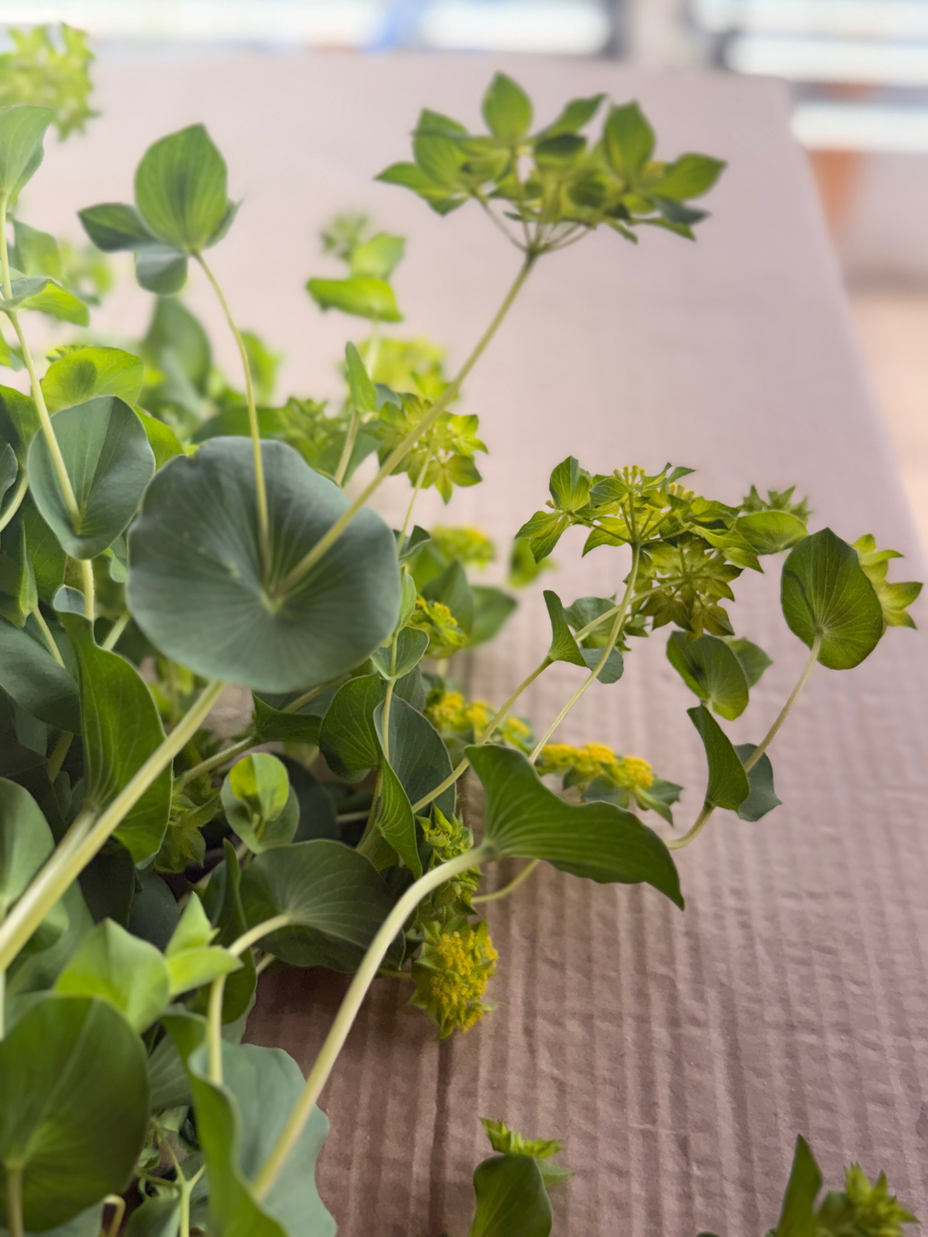 Bupleurum