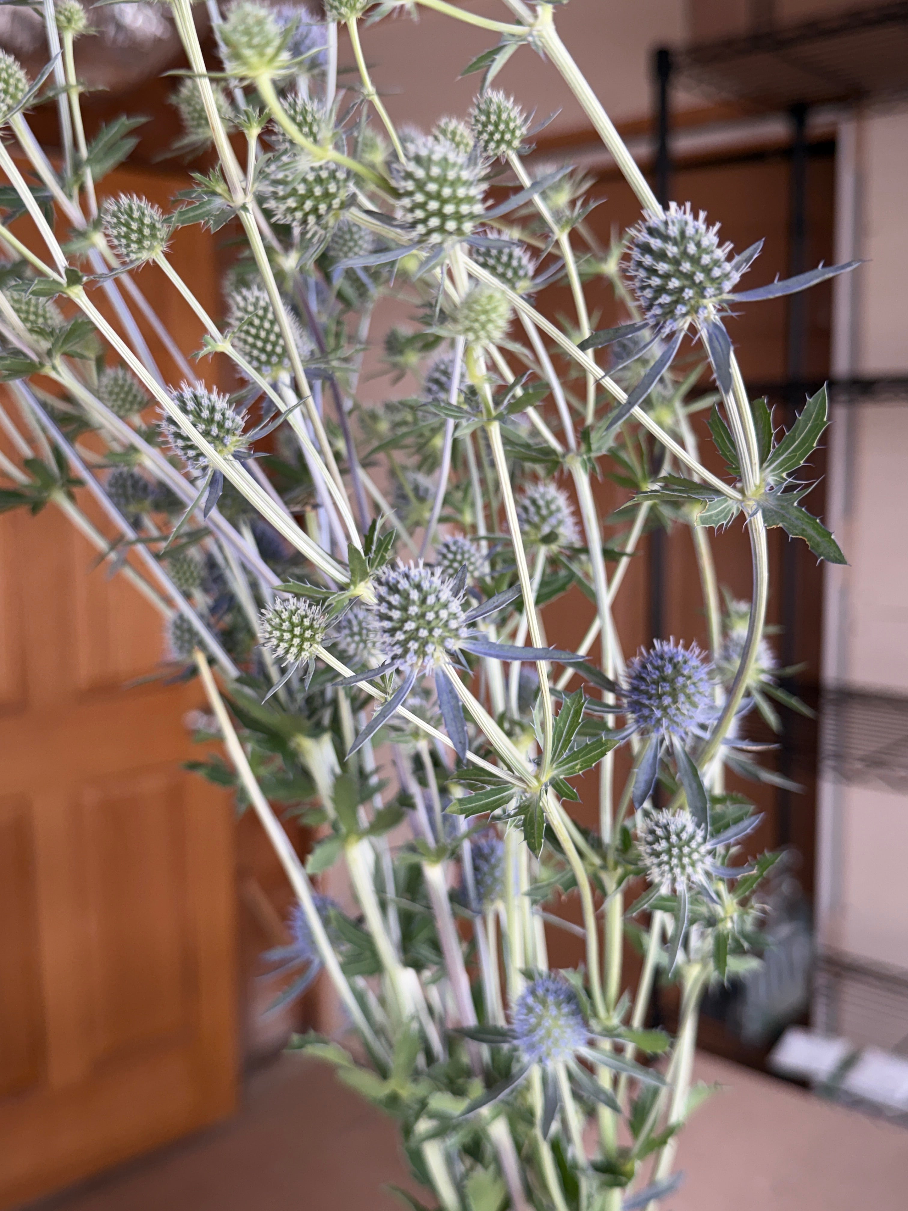 Eryngium - Blue