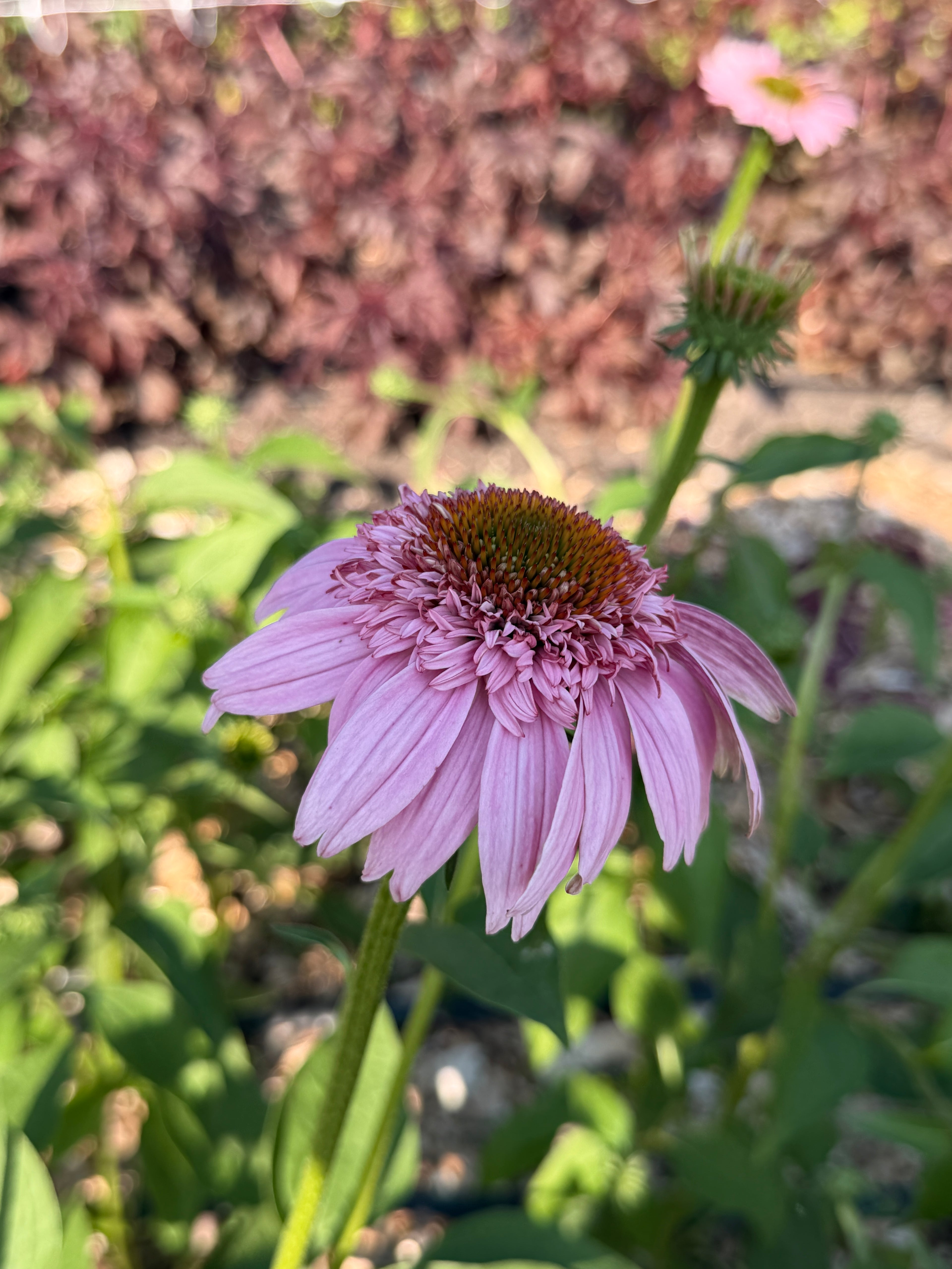 PomPon Echinacea - Pink