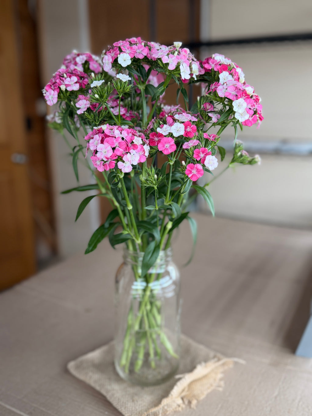 Dianthus - Pink & White