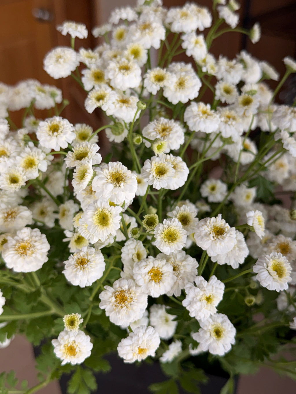 Feverfew - Tetra White