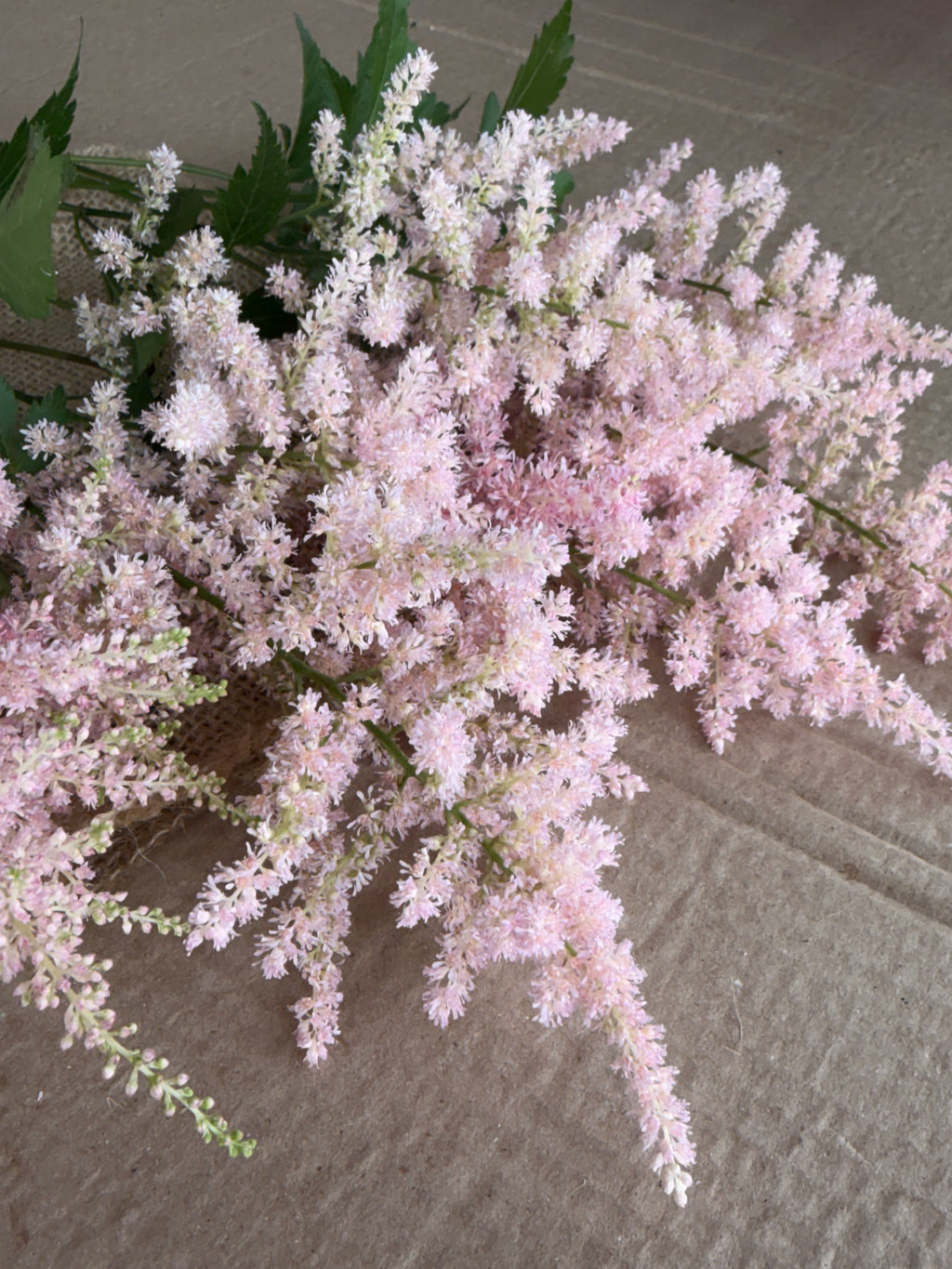 Astilbe Plumes