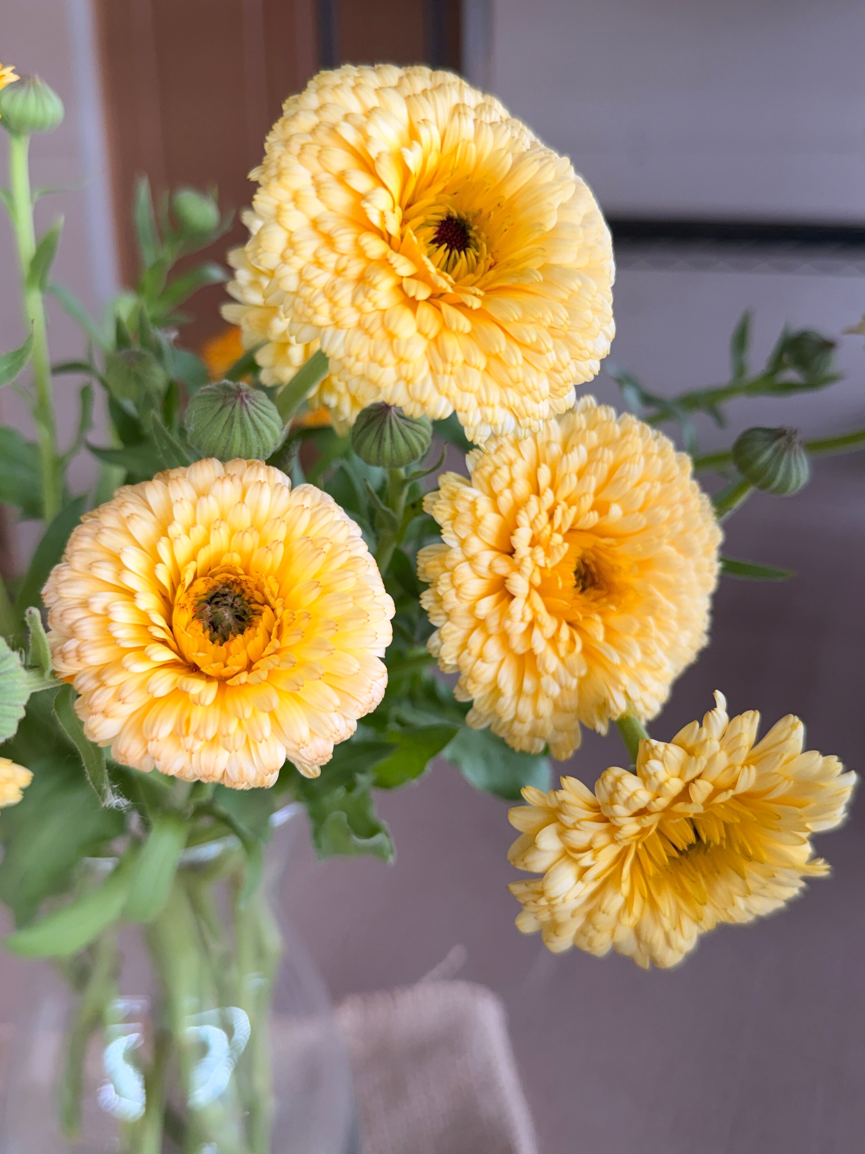 Calendula - Creamy Apricot