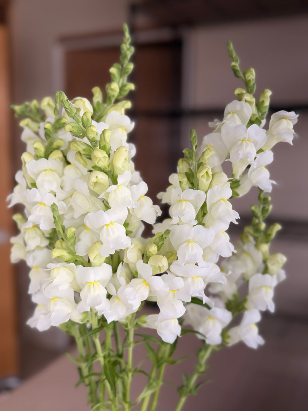 Snapdragon - Avignon White