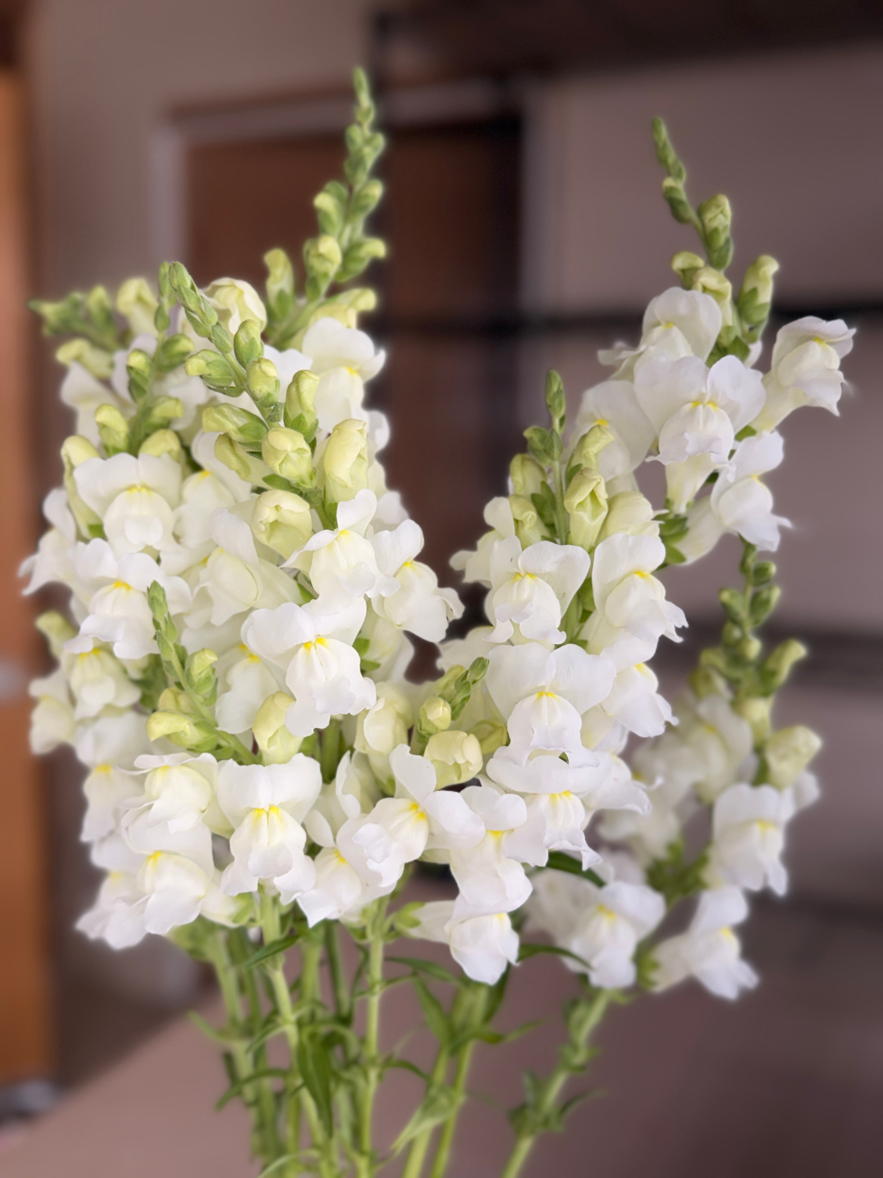 Snapdragon - Avignon White