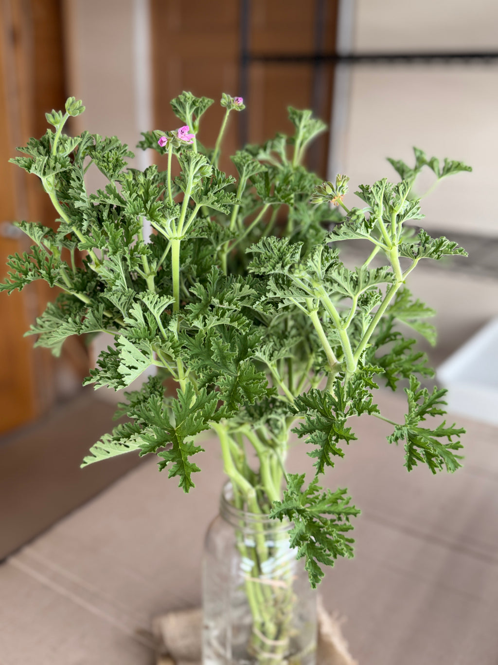 Scented Geranium - True Rose