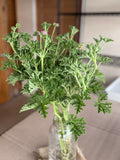 Scented Geranium - True Rose