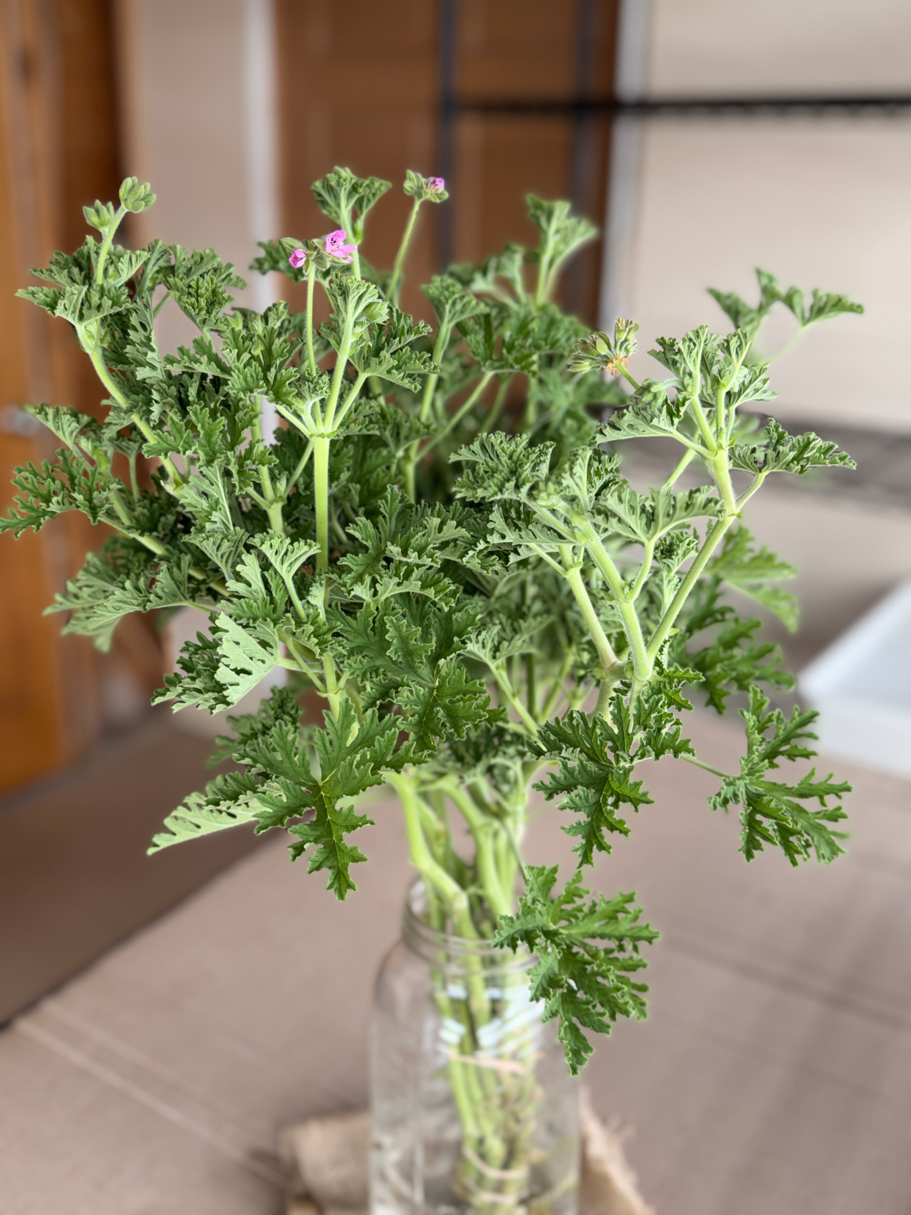 Scented Geranium - True Rose