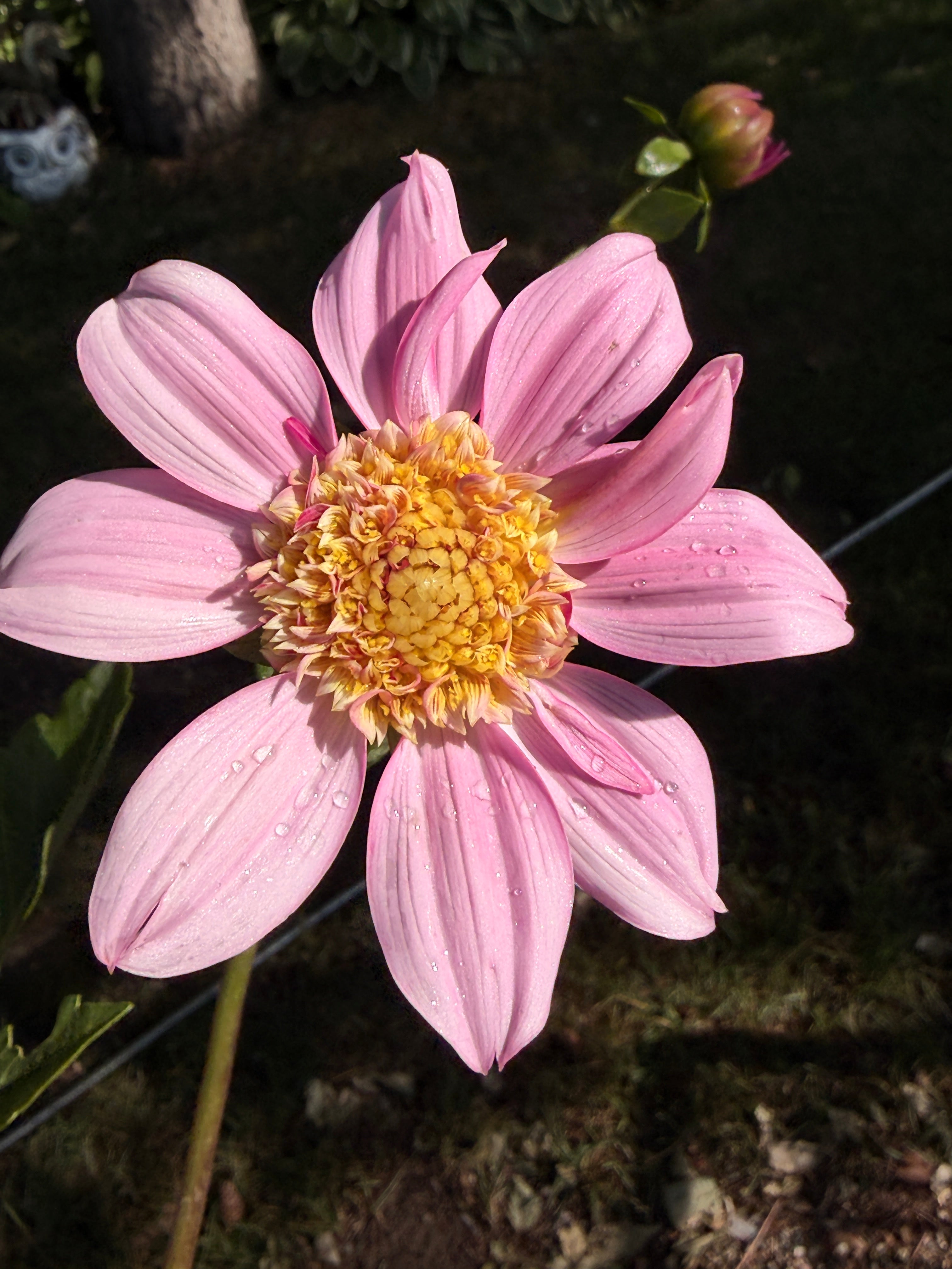 Dahlia - Anemone or Collarette (Mix)