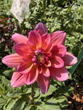 Dahlia Stem - Great Silence