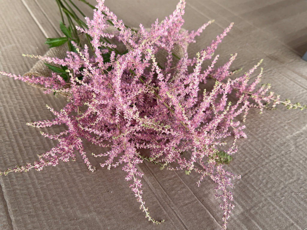 Astilbe Plumes