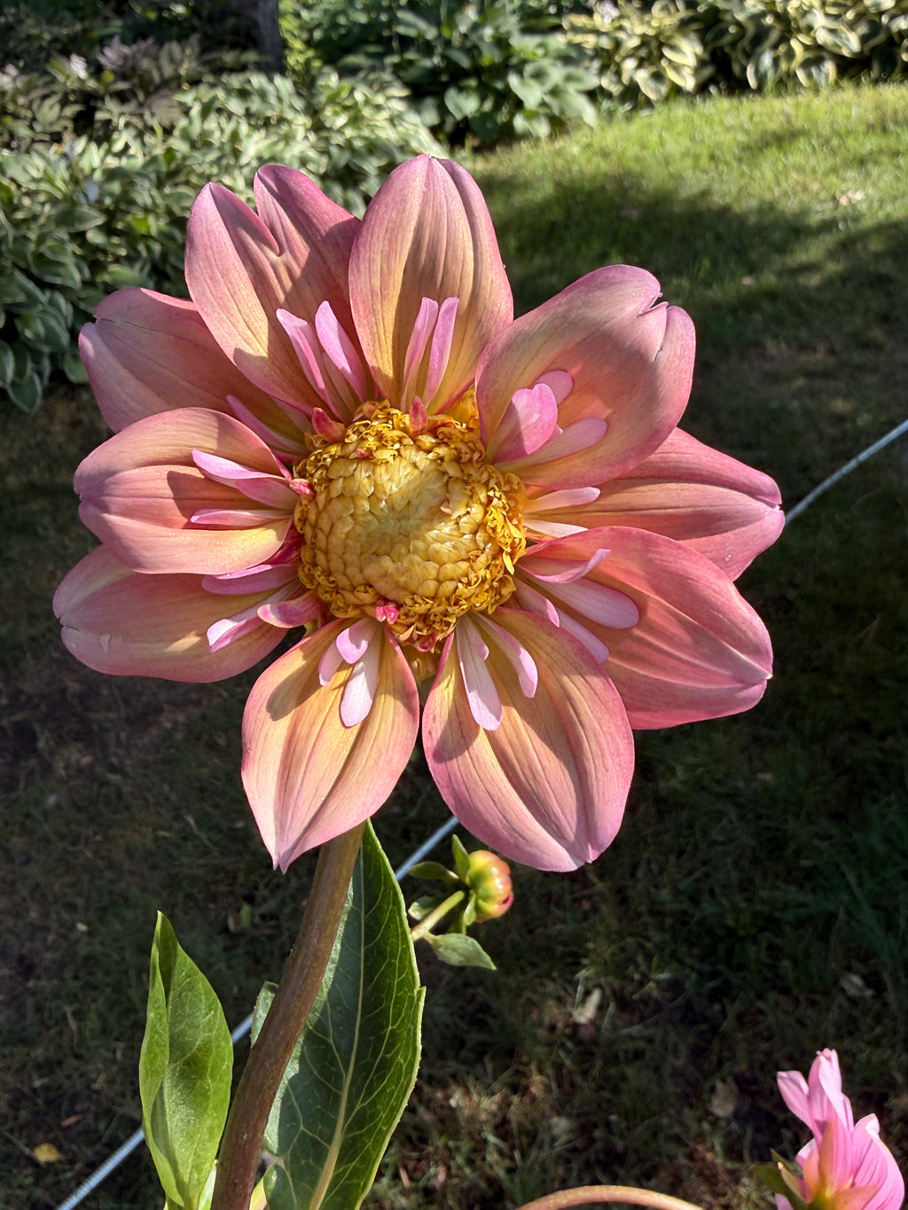 Dahlia - Anemone or Collarette (Mix)