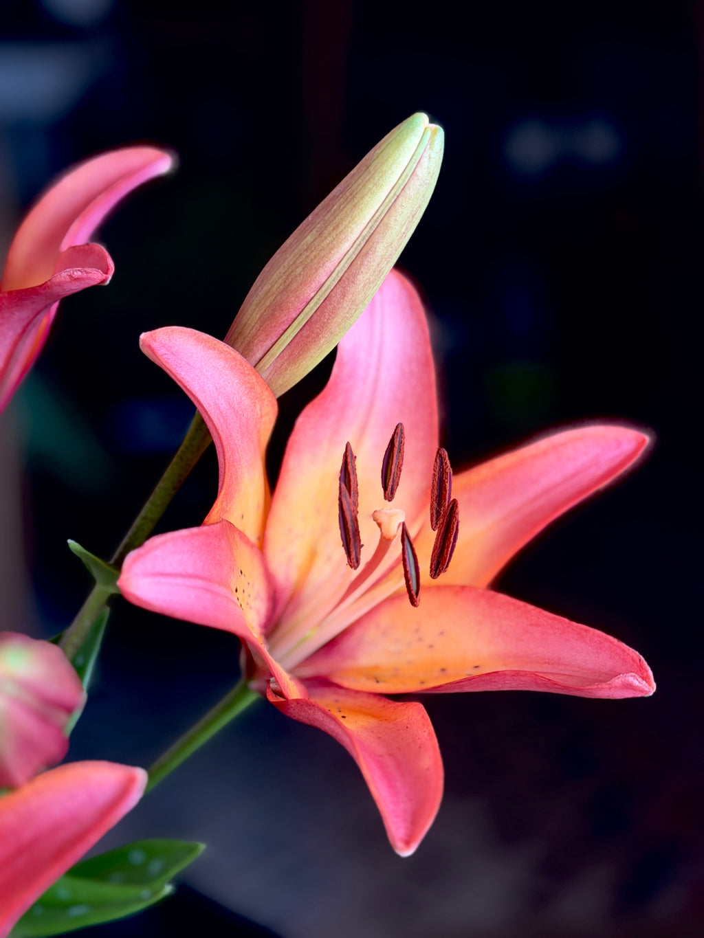Lily - Royal Sunset