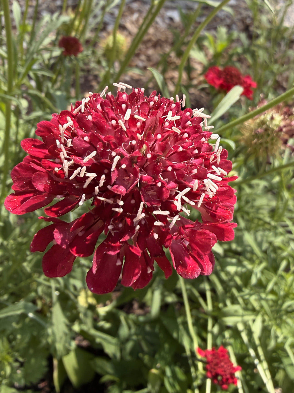 Scabiosa - Cranberry