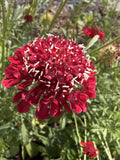 Scabiosa - Cranberry