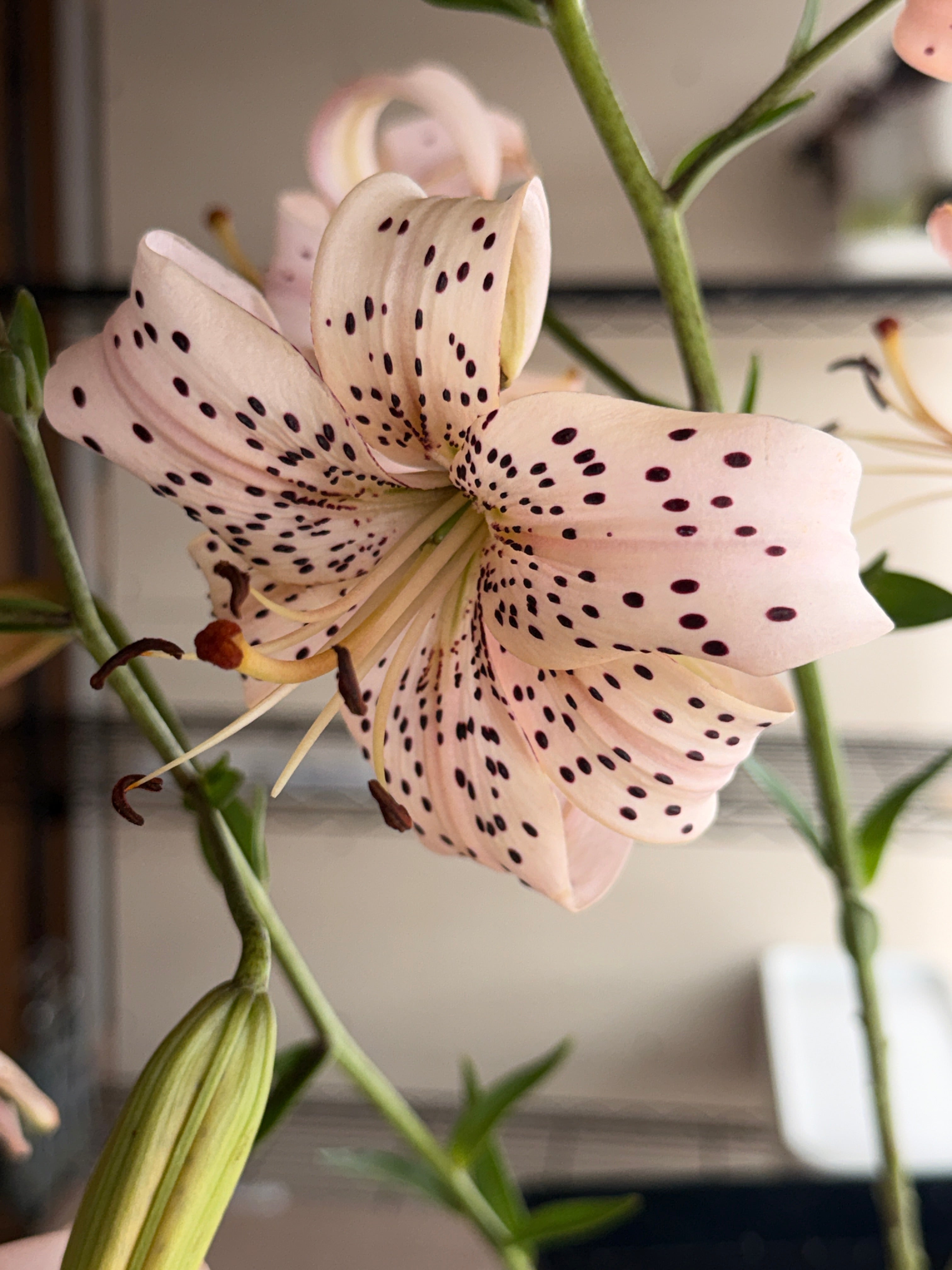 Lily - Pink Tiger