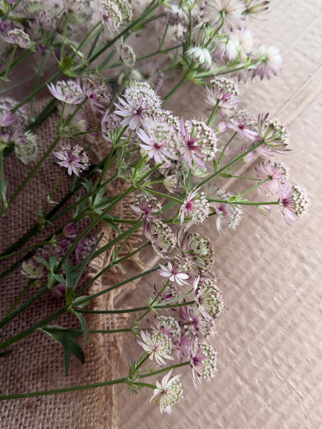 Astrantia - Pink