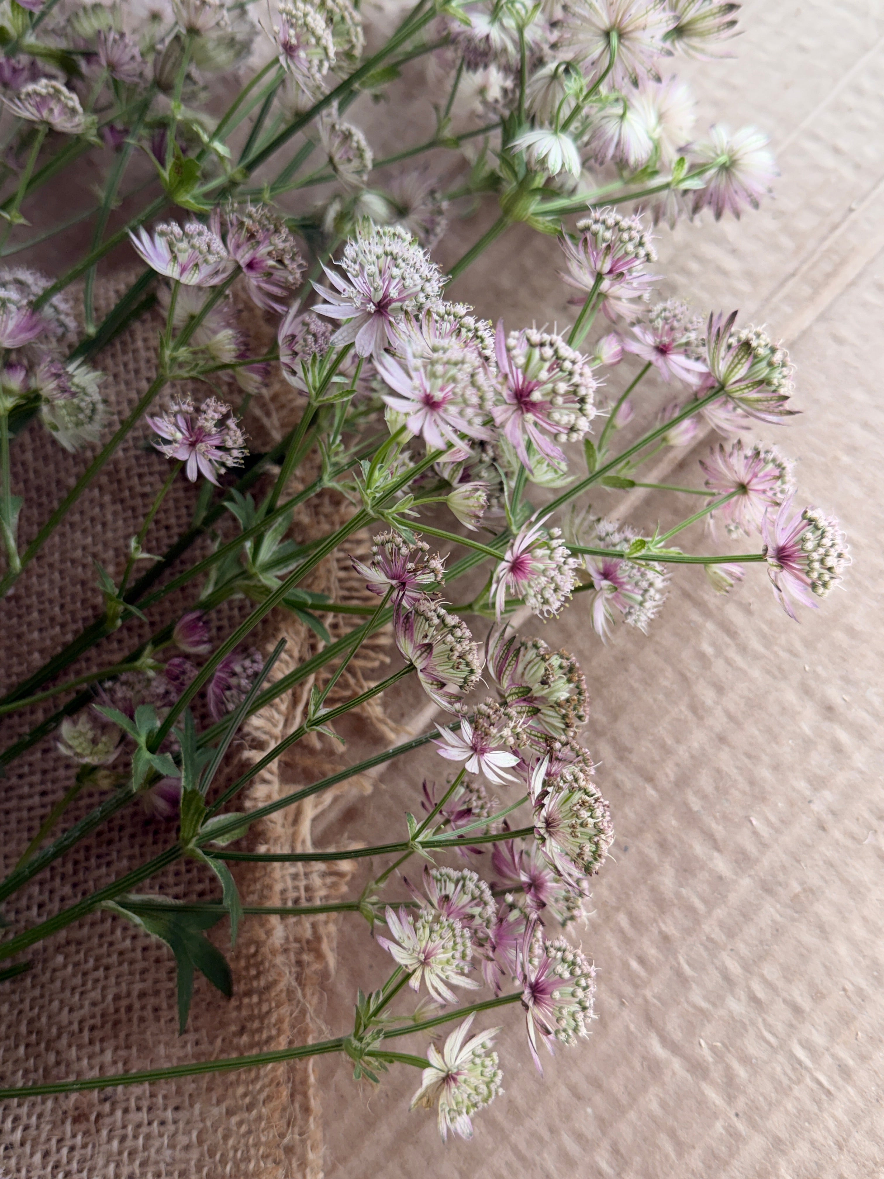 Astrantia - Pink
