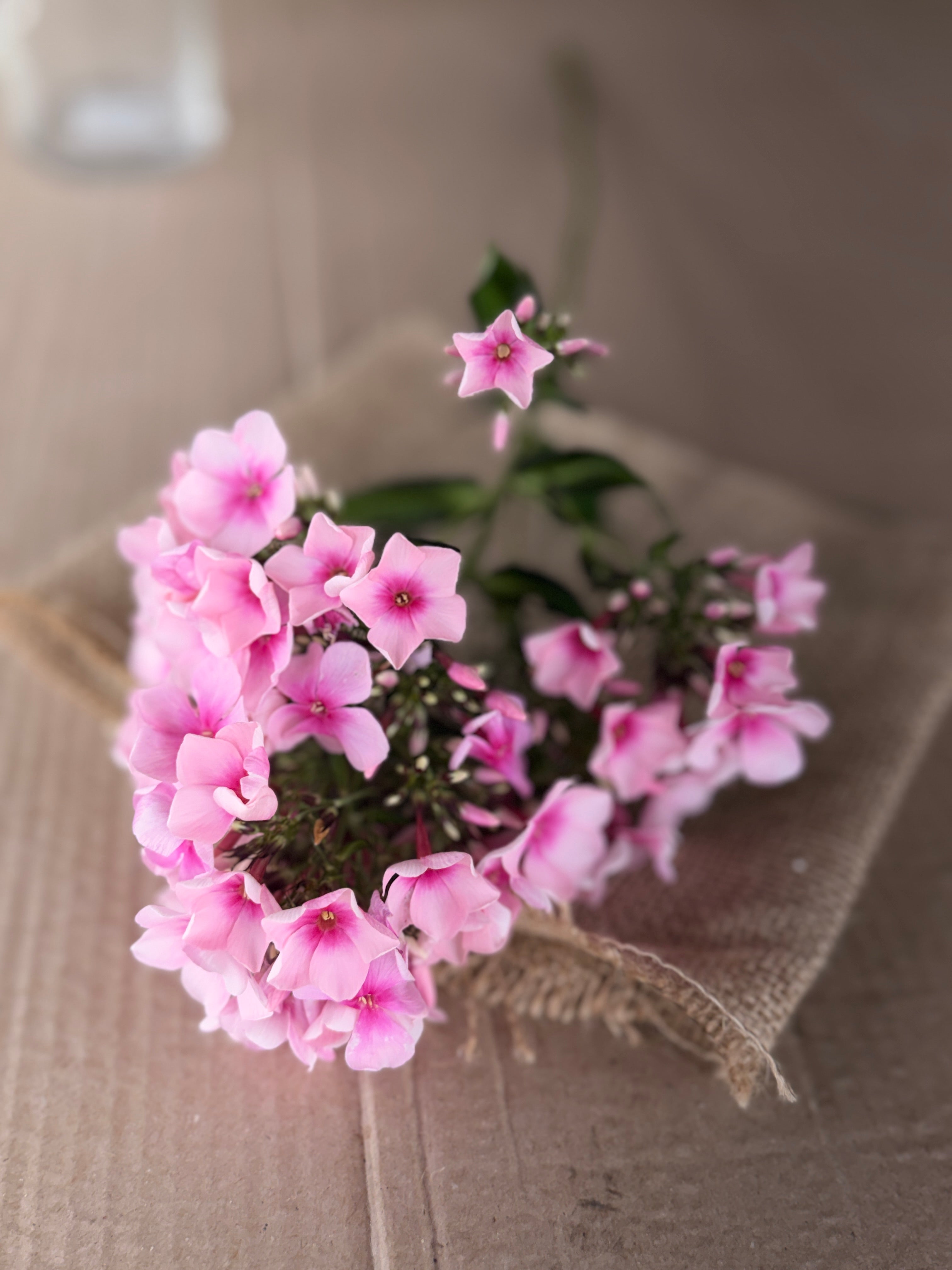 Phlox - Light Pink