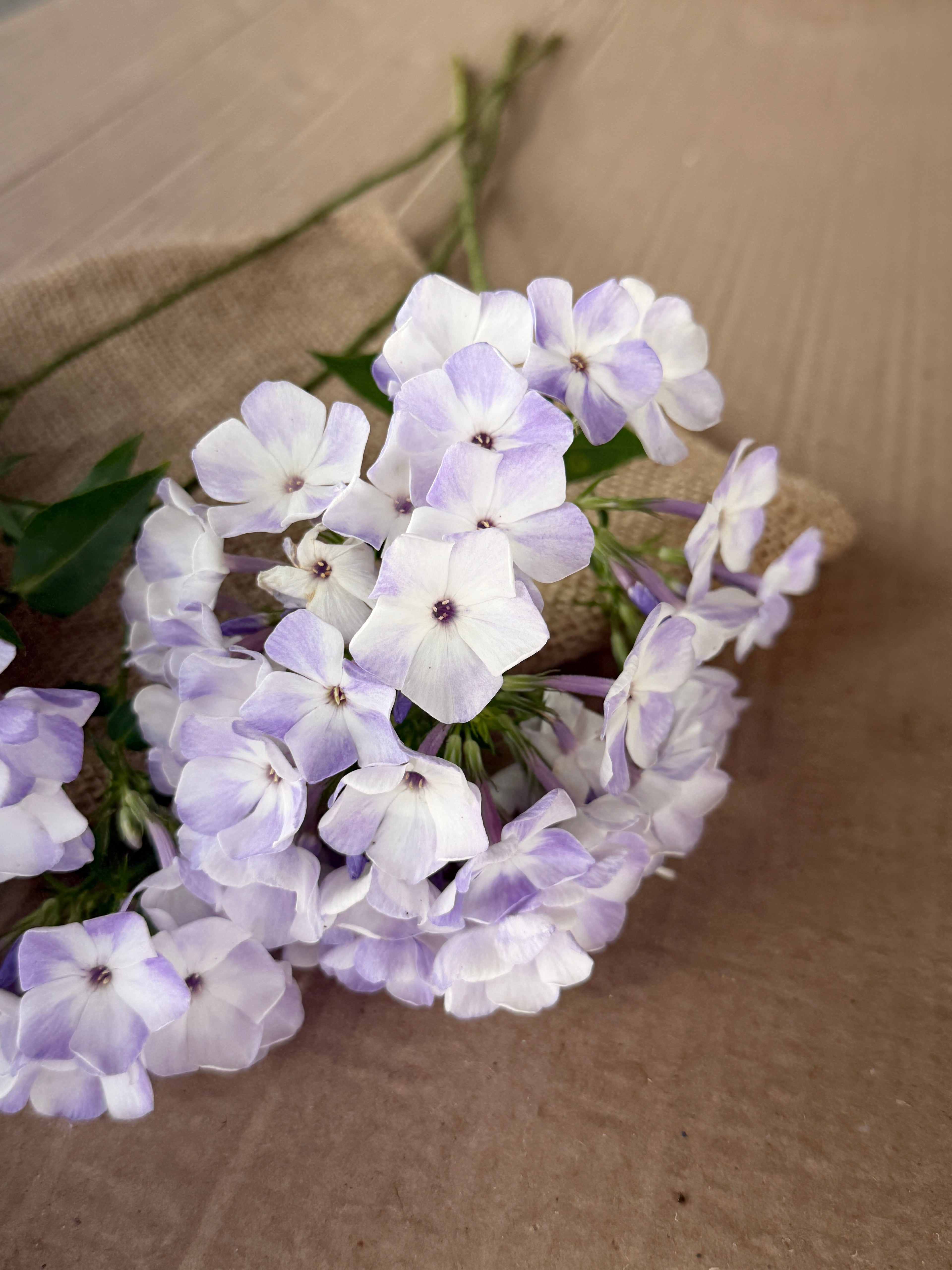 Phlox - White with Blue