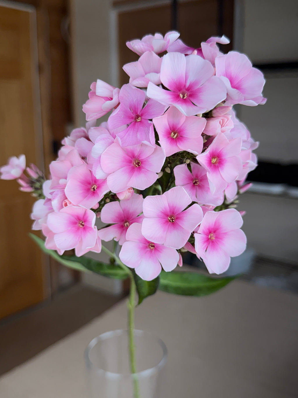 Phlox - Light Pink