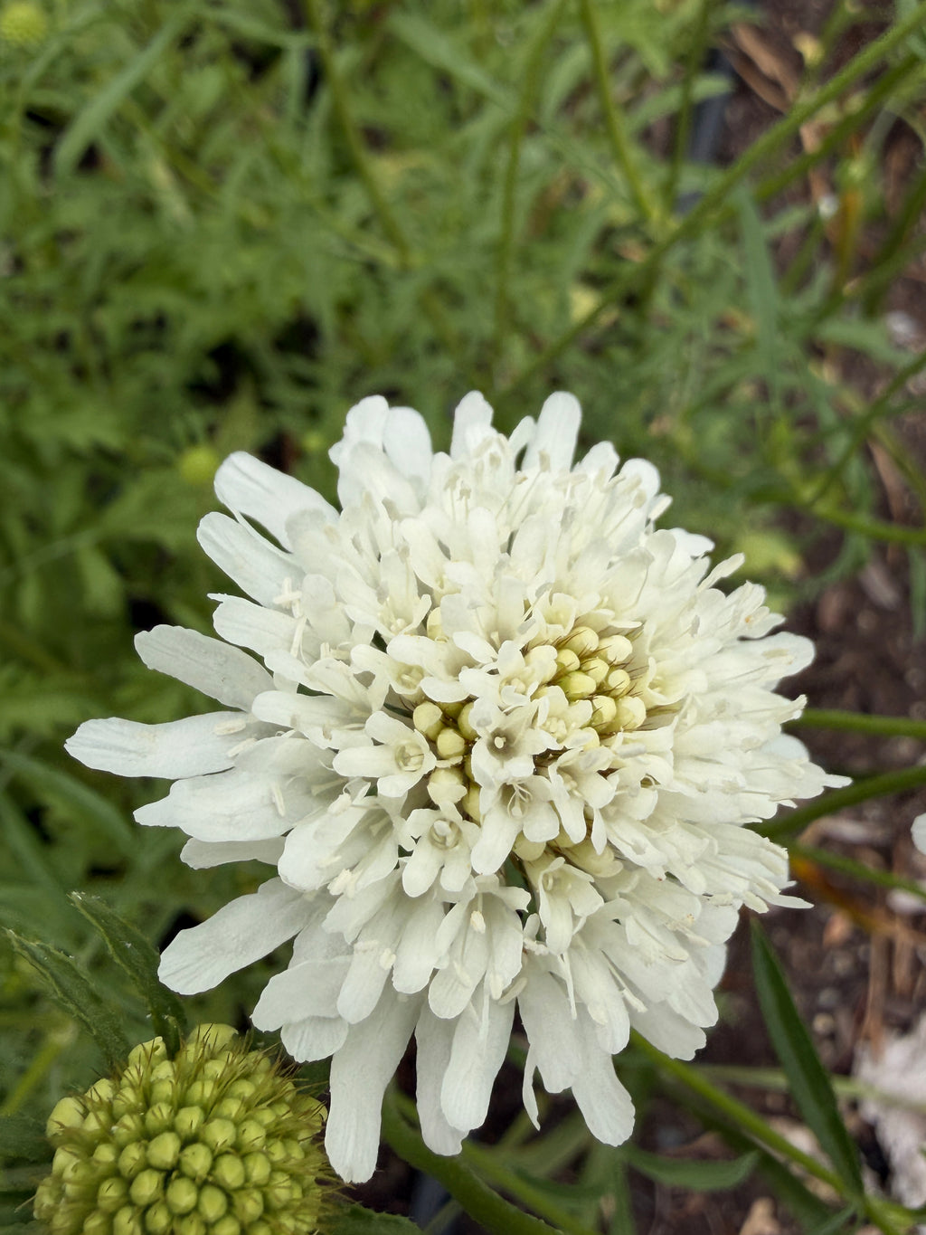 Scabiosa - White