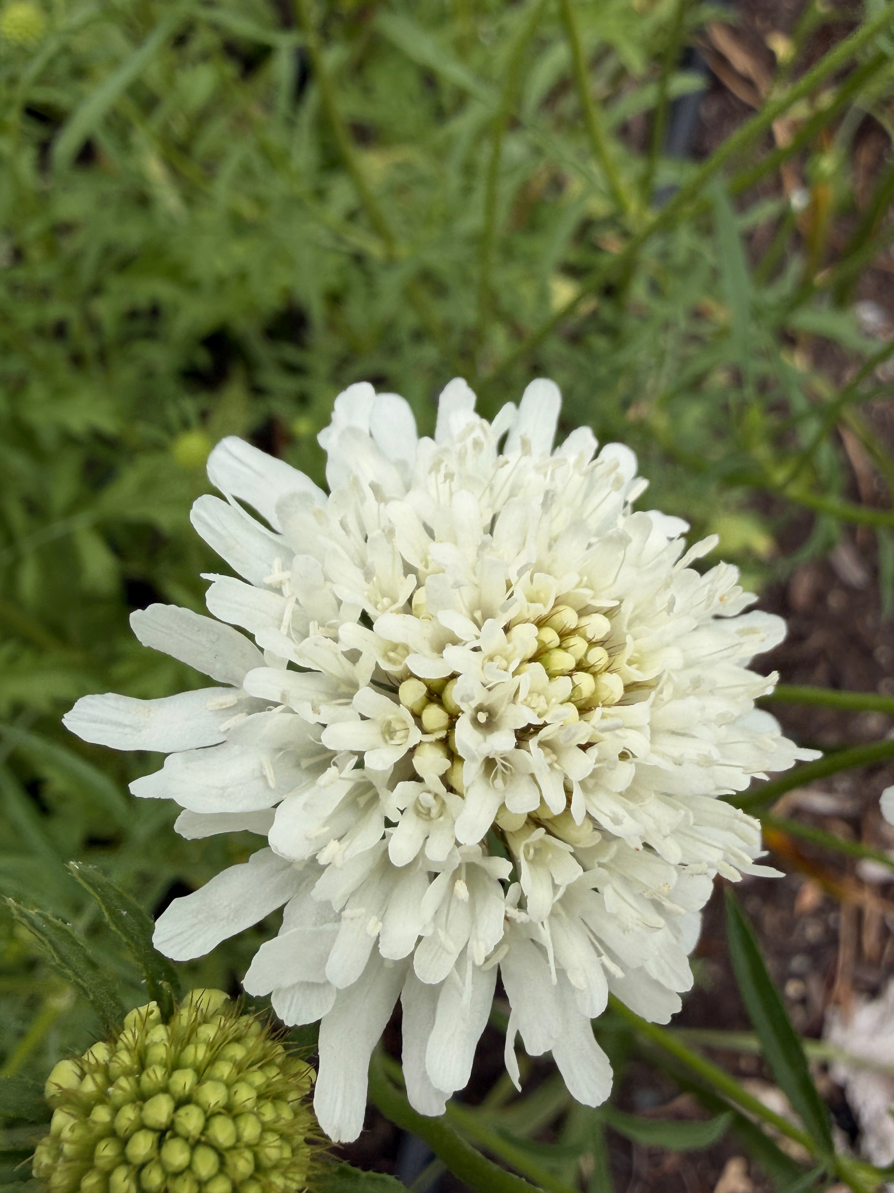 Scabiosa - White