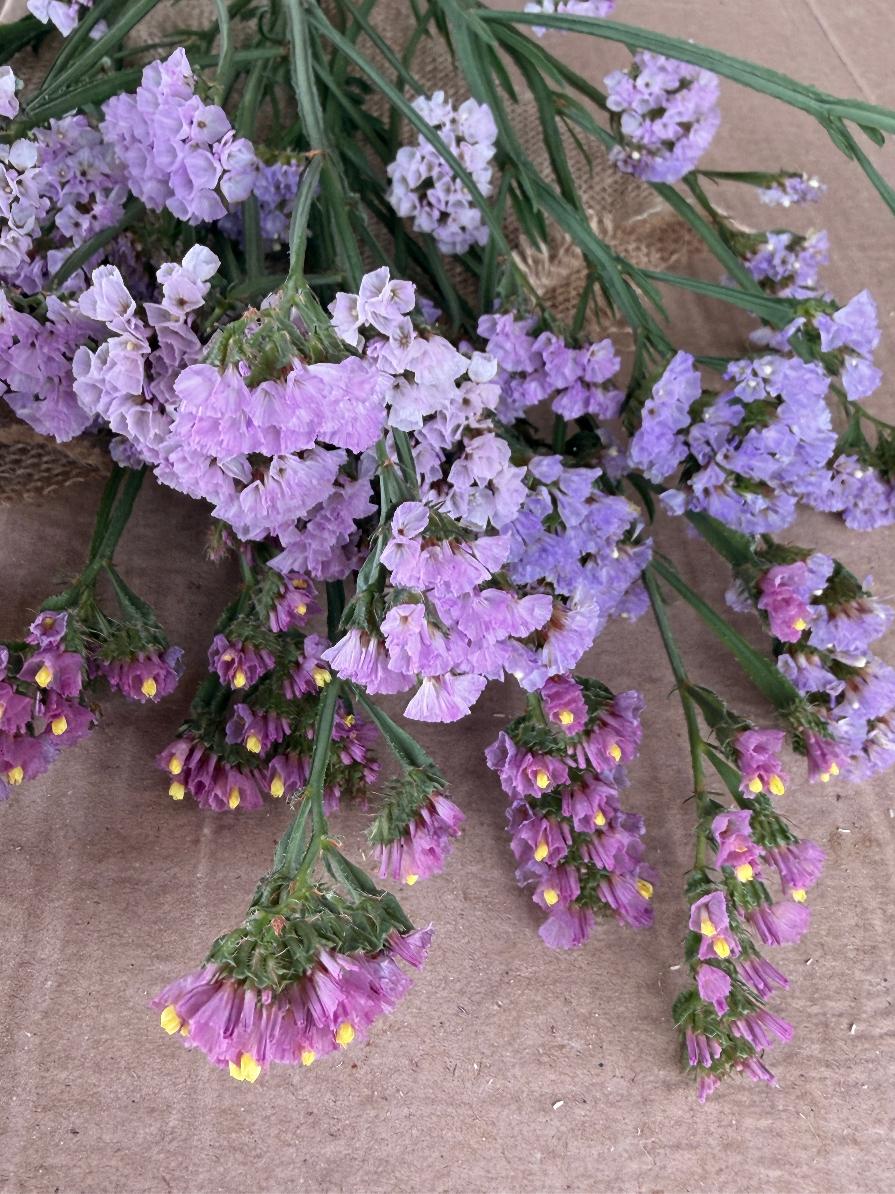 Statice - Lavender Shades