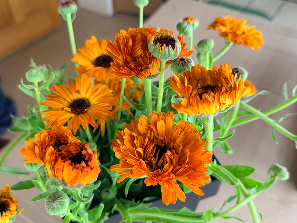 Calendula - Bronze/Orange