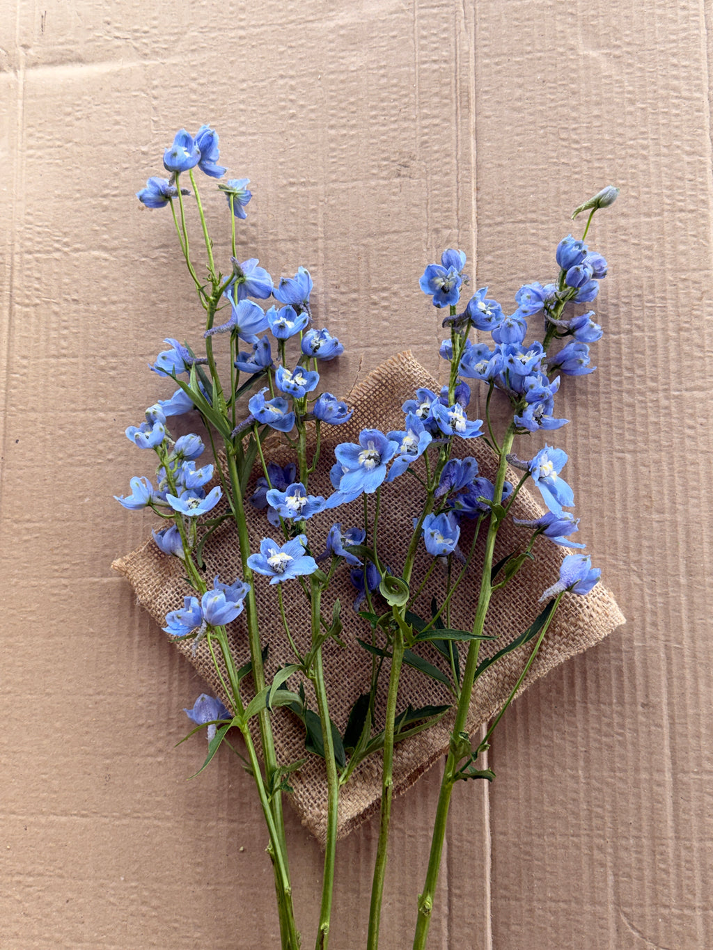 Delphinium - Light Blue
