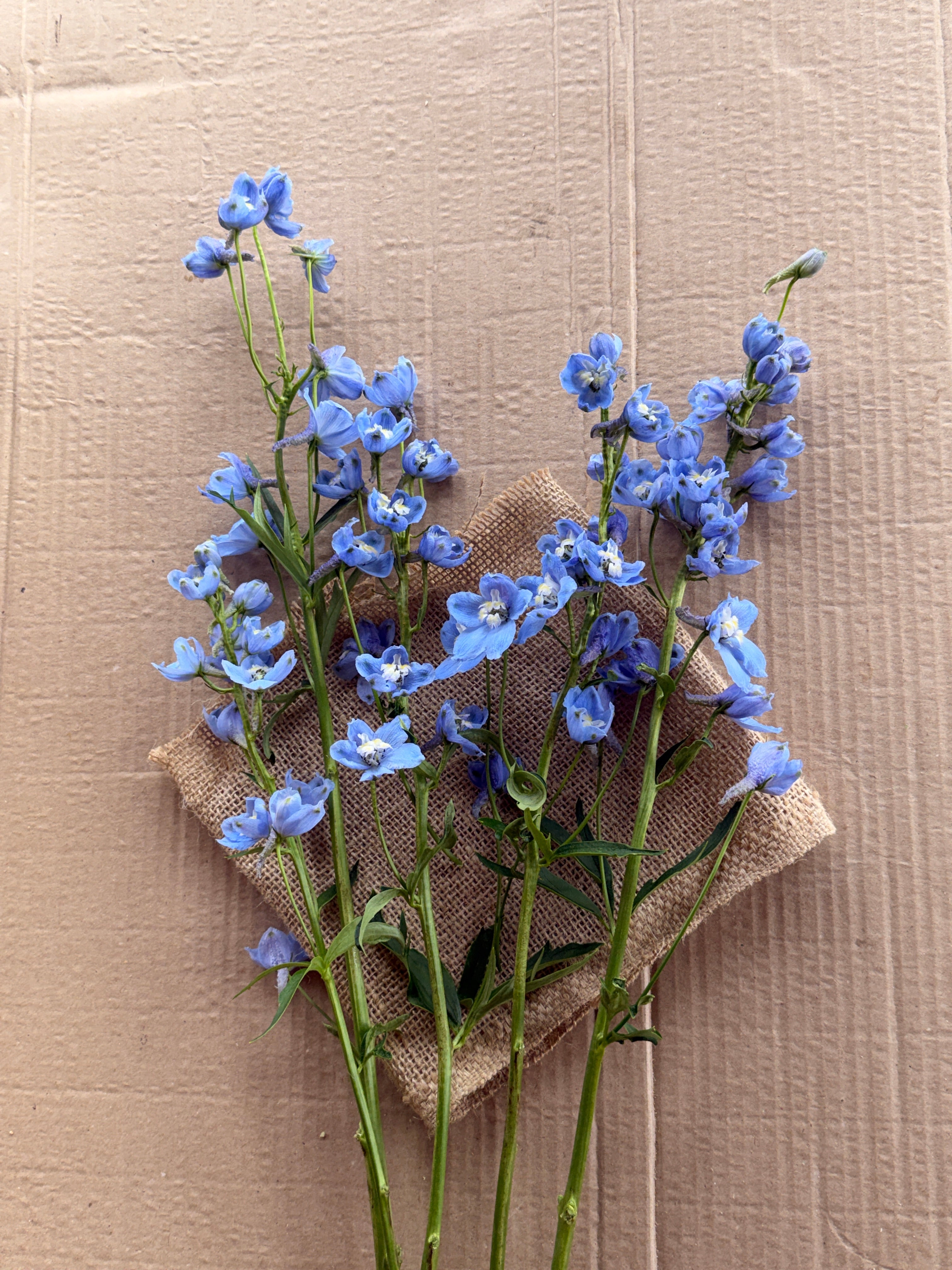 Delphinium - Light Blue