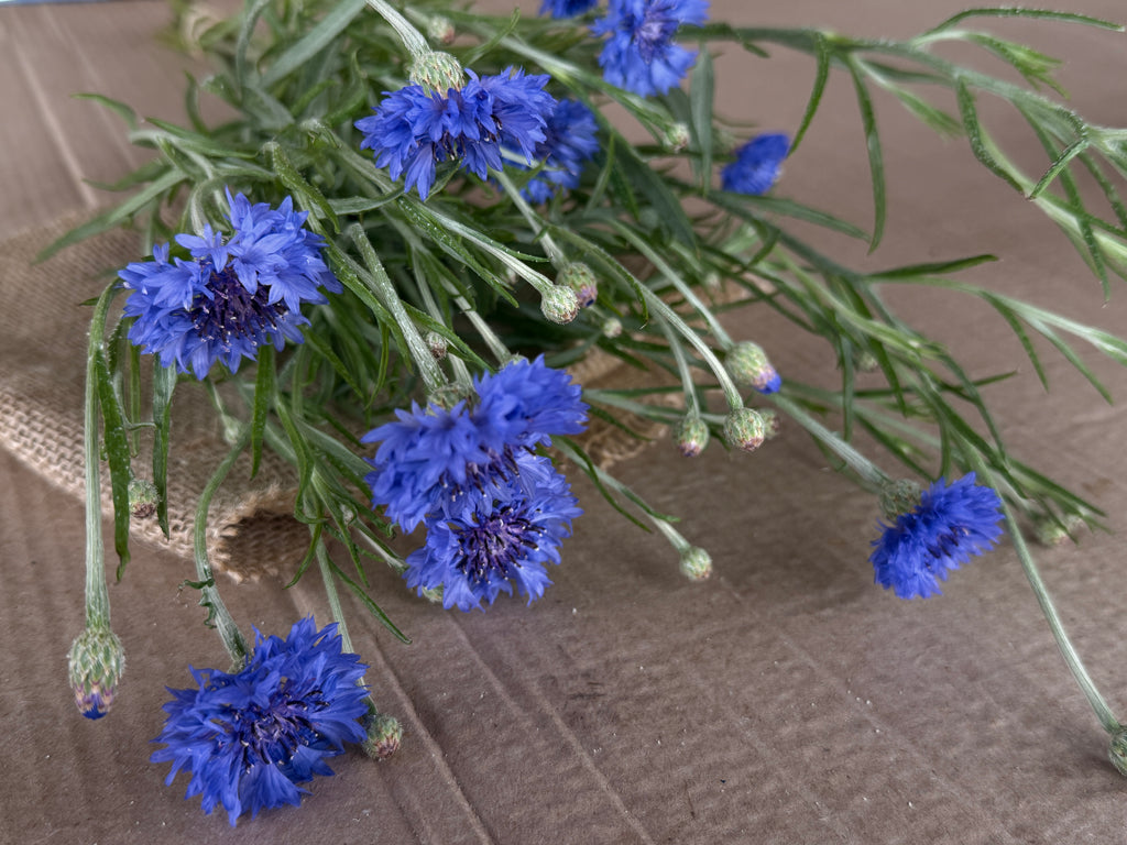 Bachelor’s Button - Blue