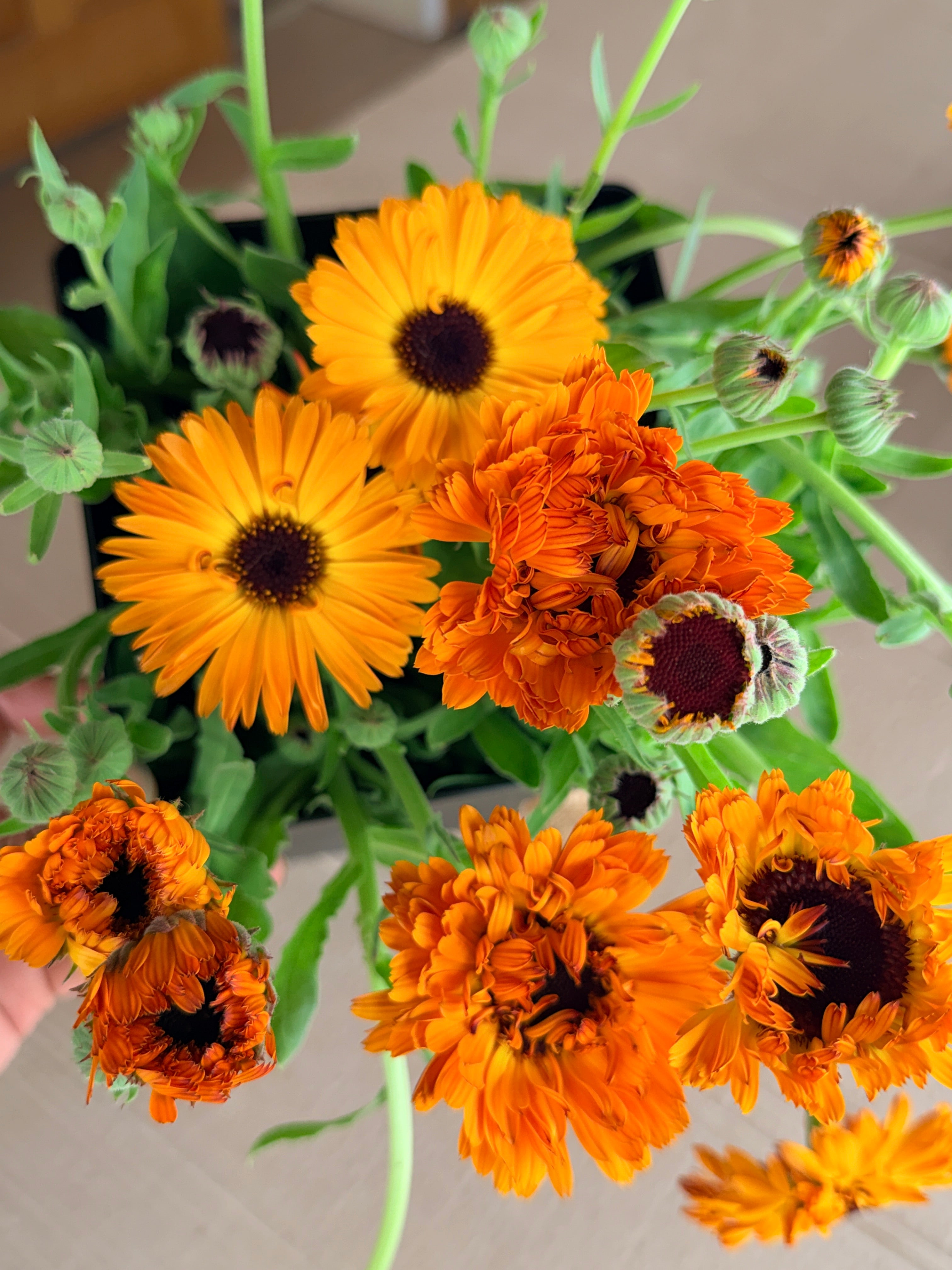 Calendula - Bronze/Orange