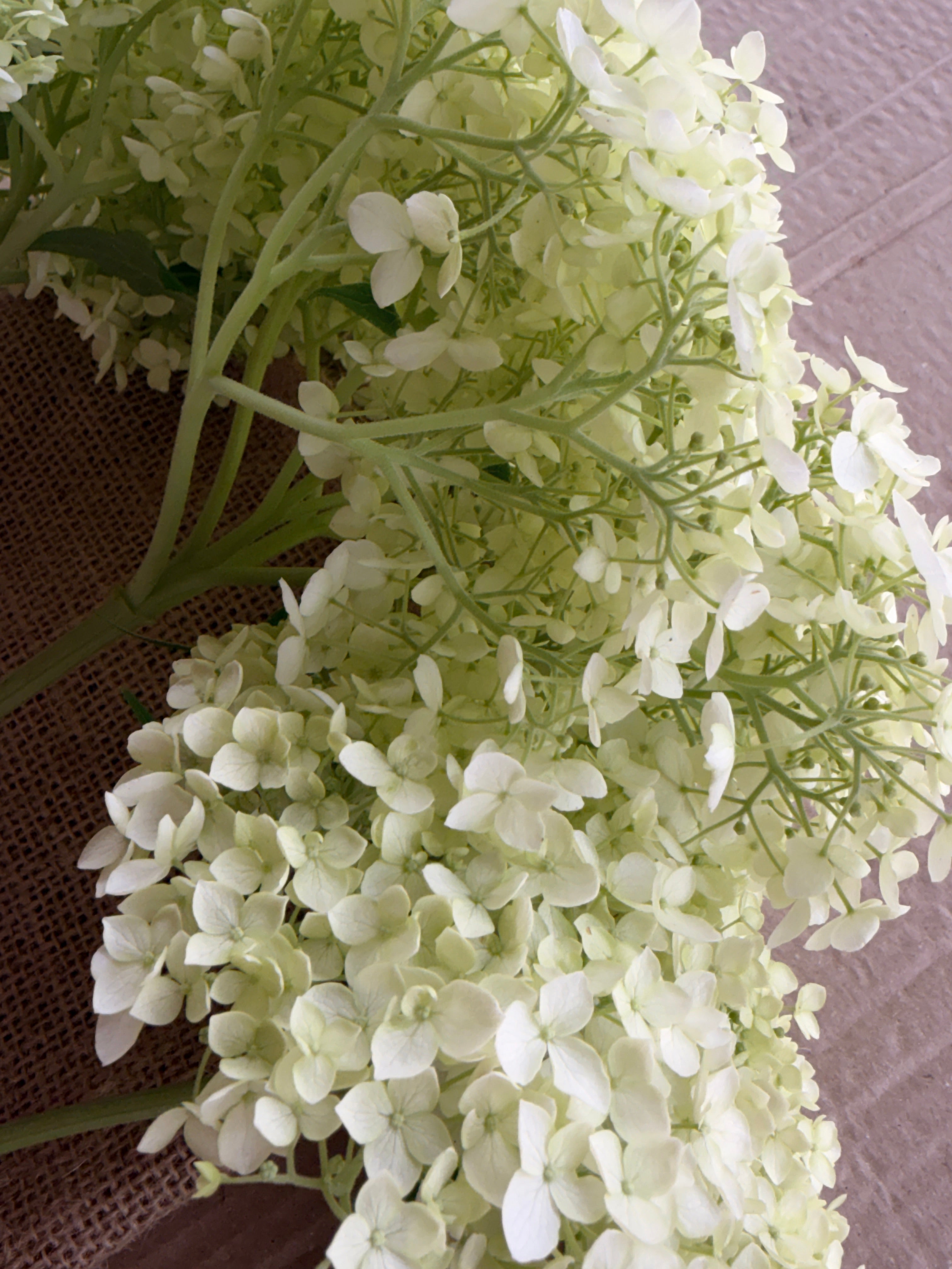 Hydrangea - Large White