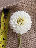 Dahlia - Petra's Wedding