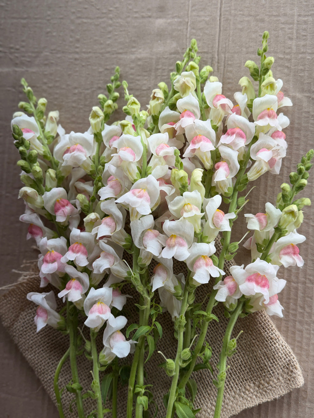 Snapdragon - Potomac Appleblossom