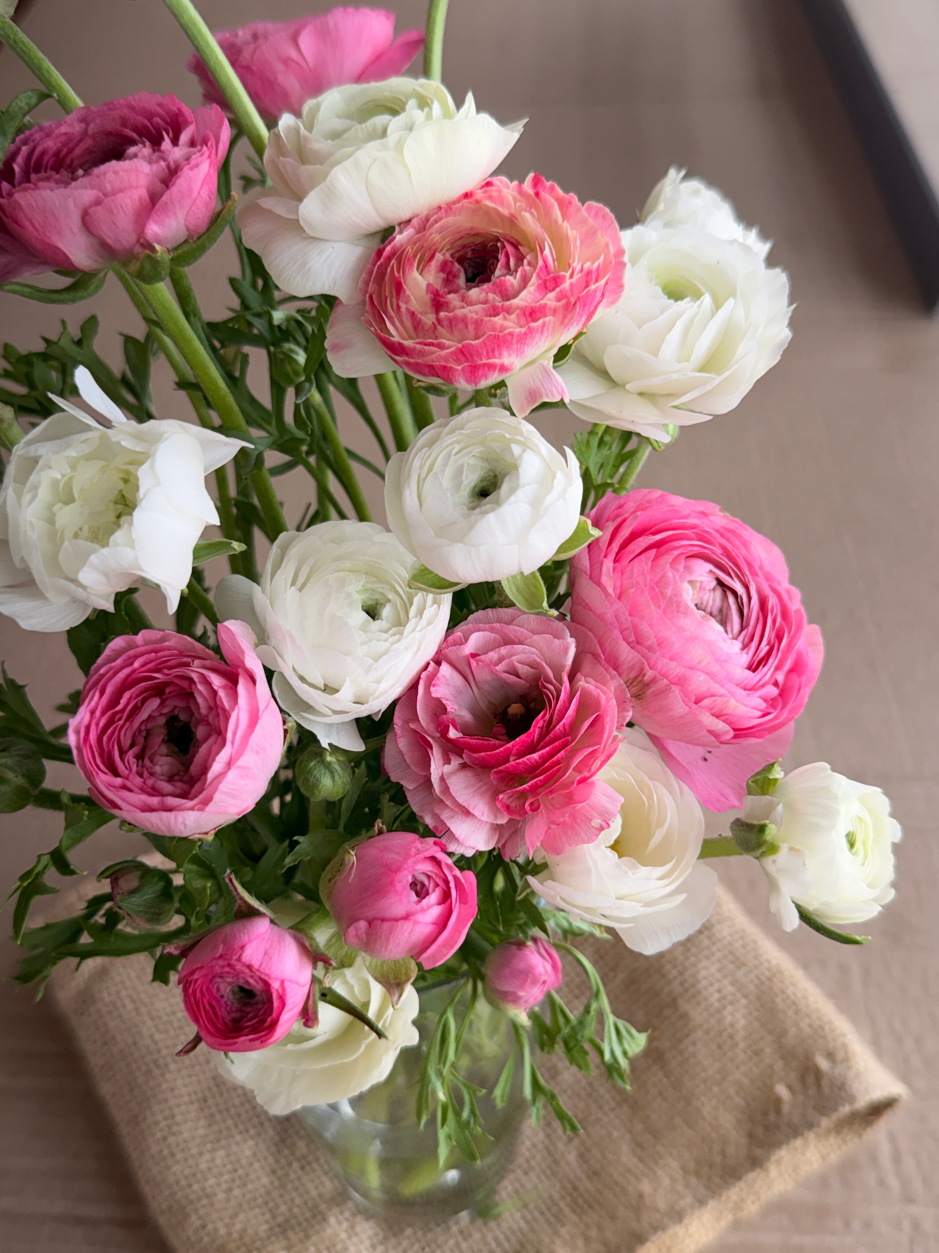 Ranunculus - Pink and White