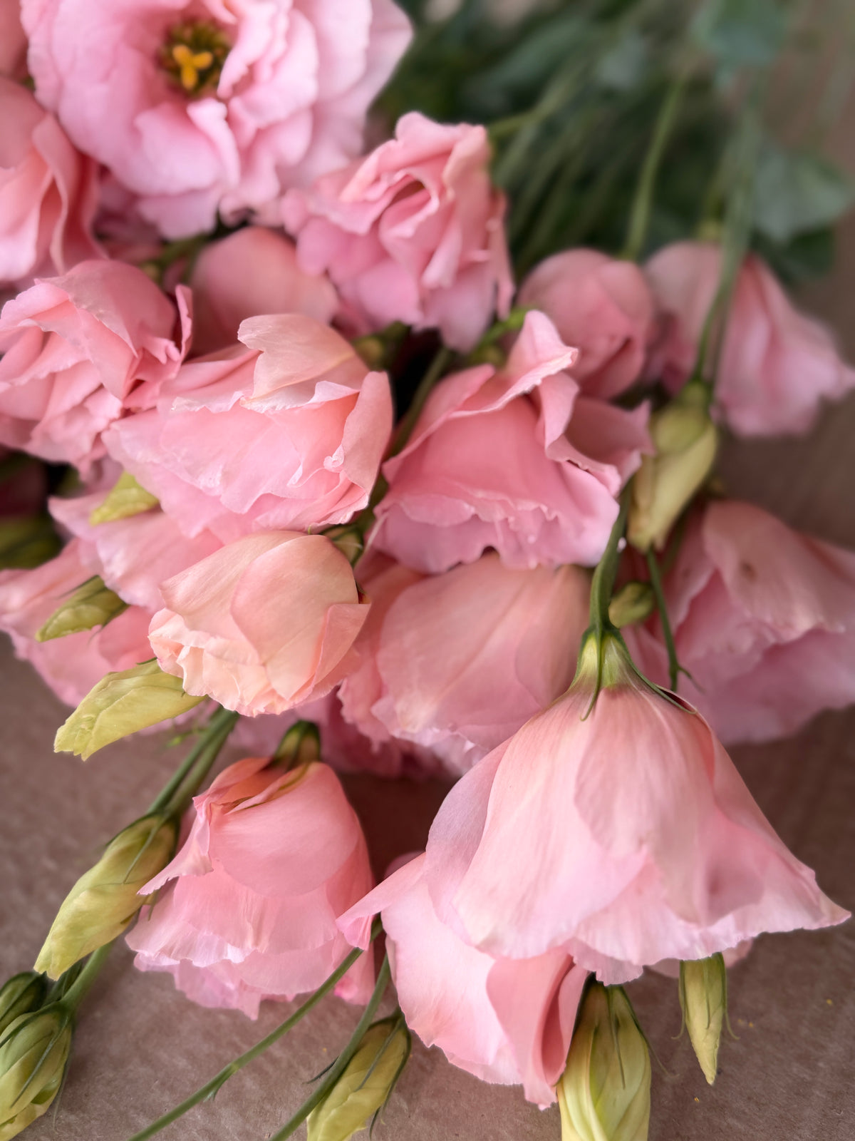 Lisianthus - Peach