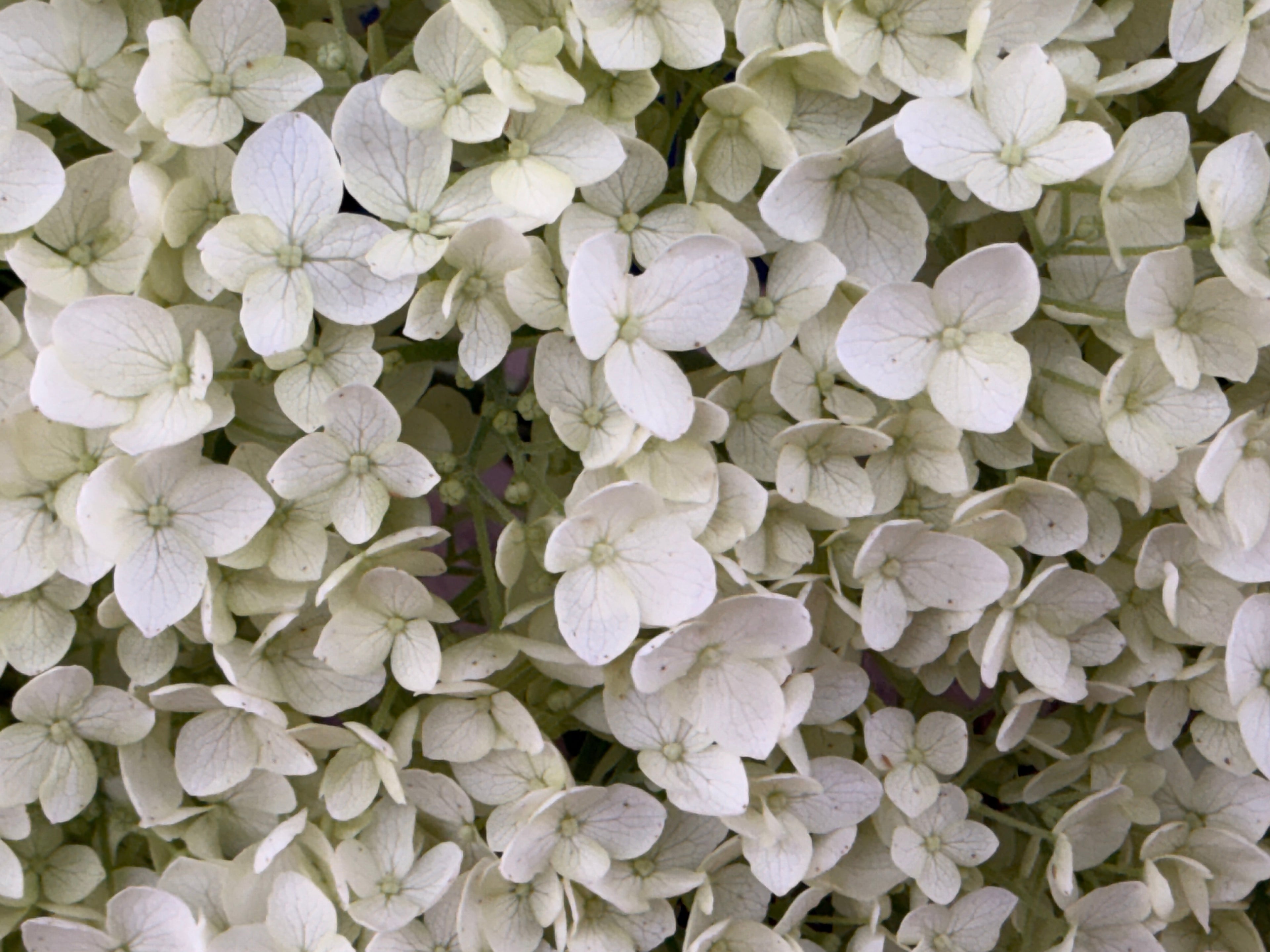 Hydrangea - Large White