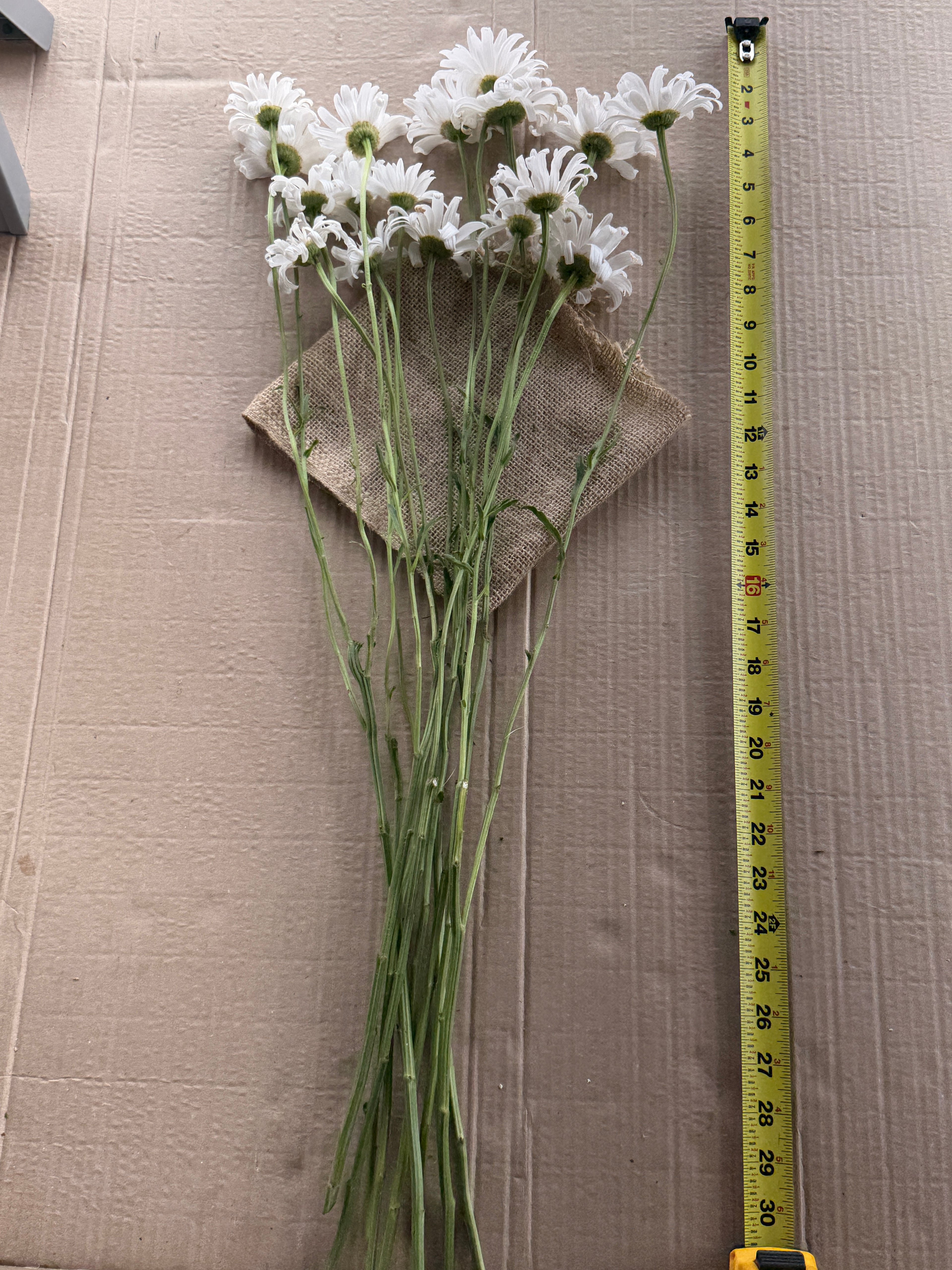 Daisy - Tall Alaska