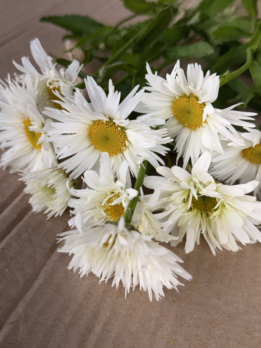 Daisy - Tall Double White