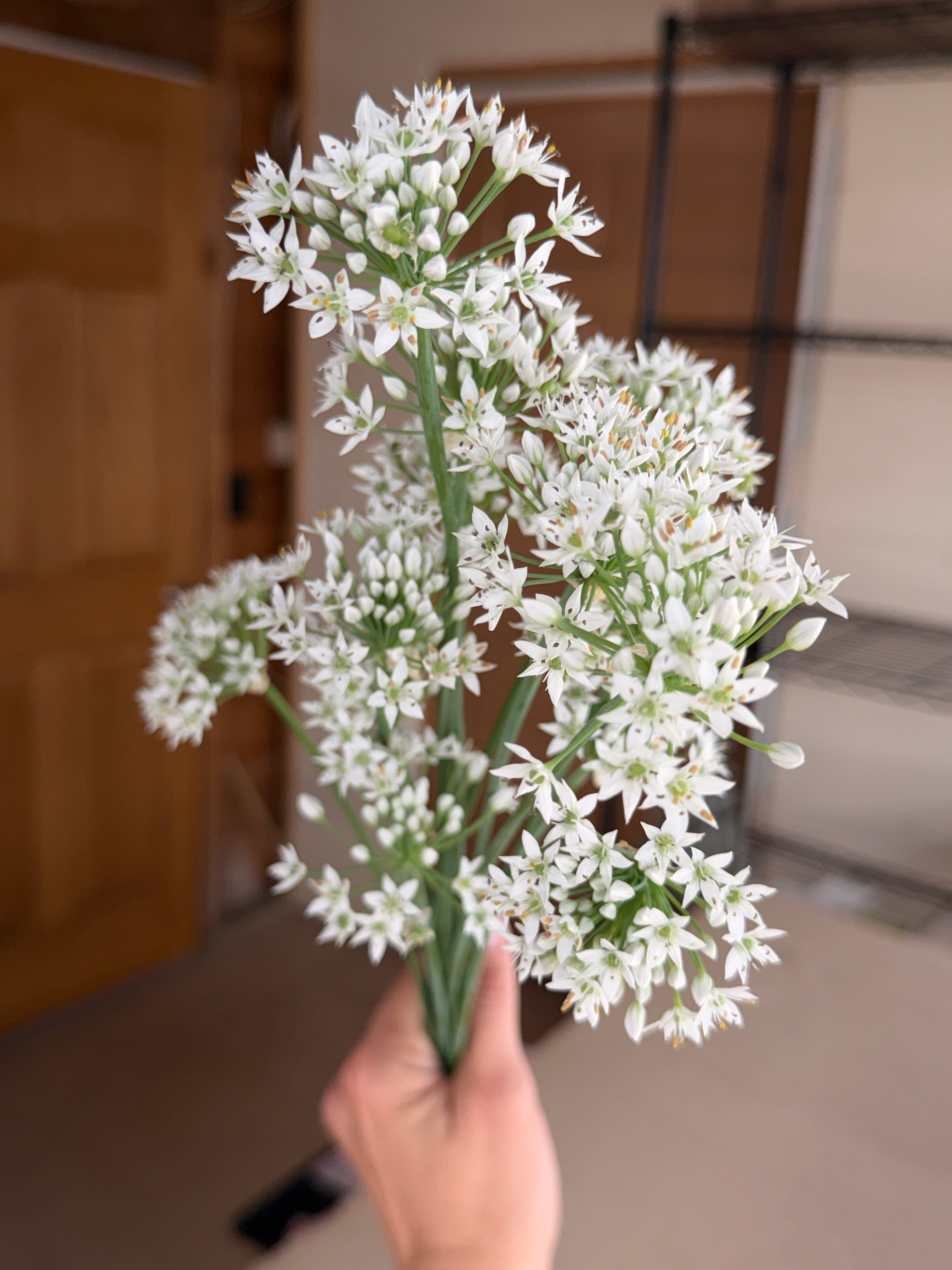 Allium - Late Summer White