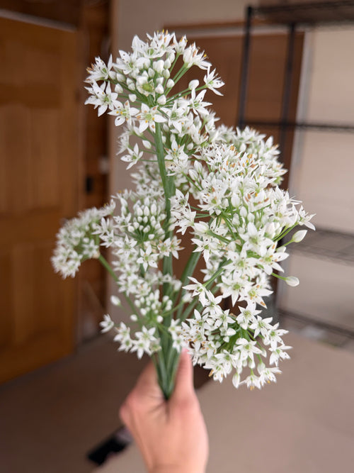 Allium - Late Summer White