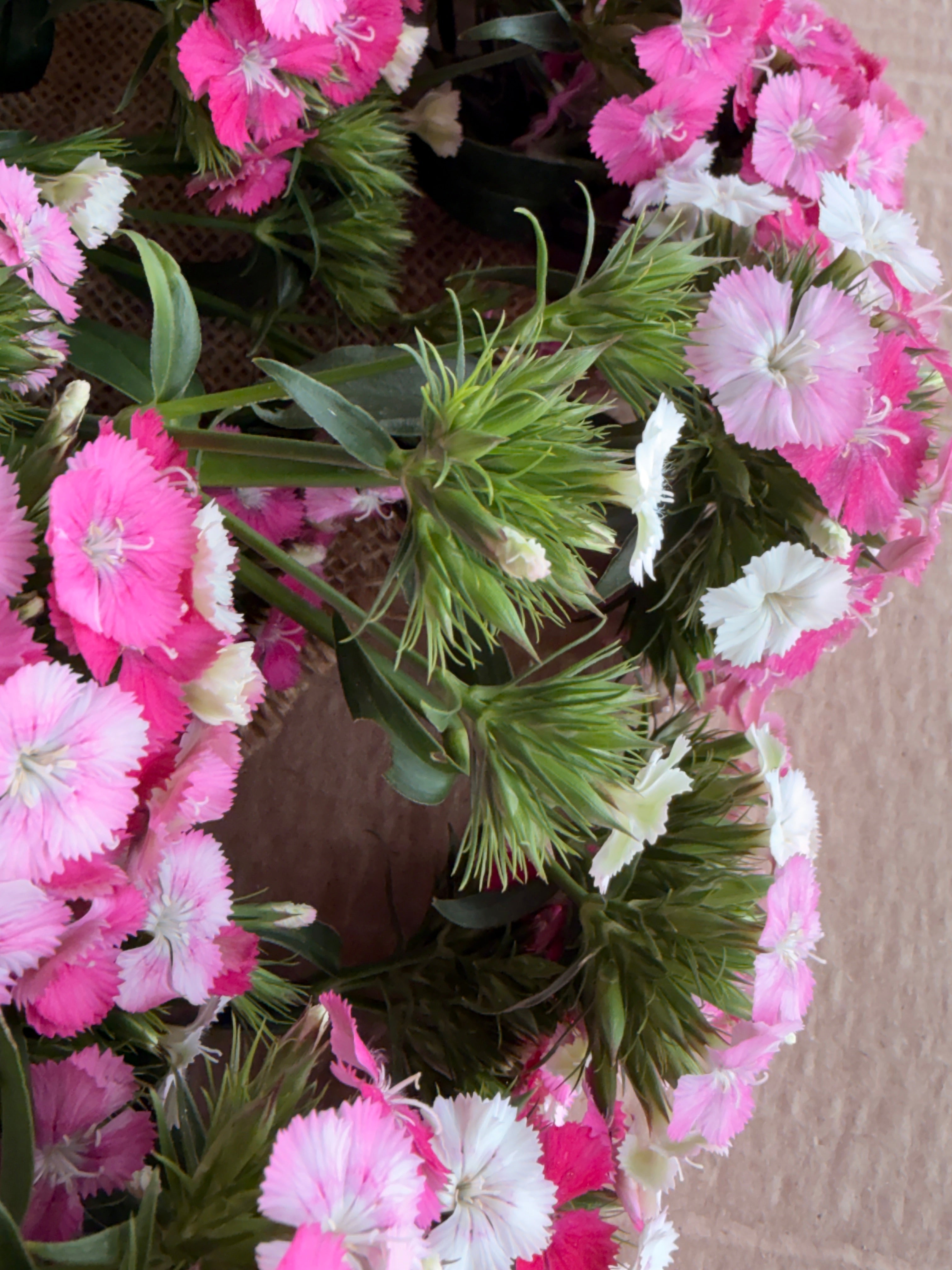 Dianthus - Pink & White