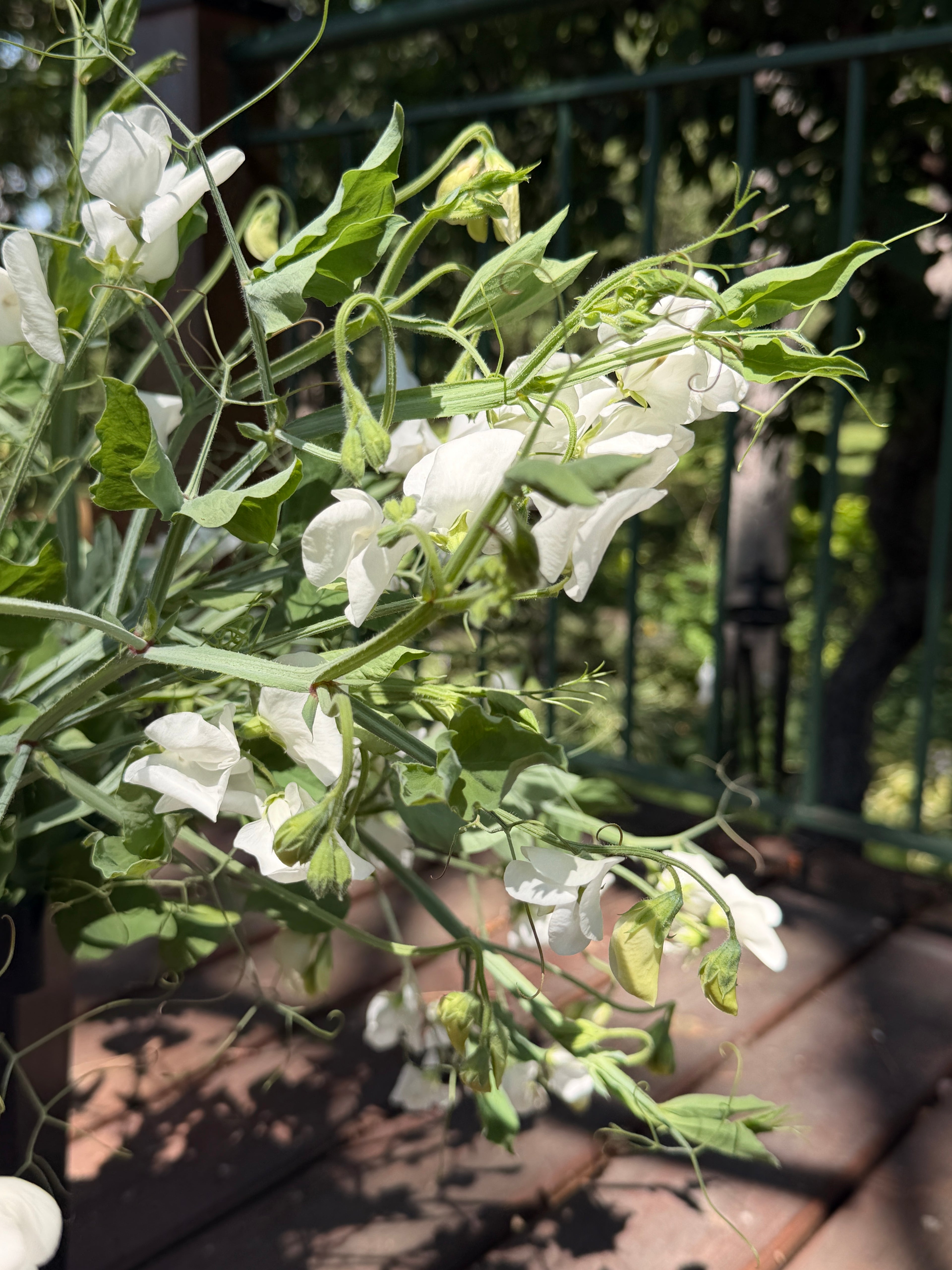 Sweet Peas - White